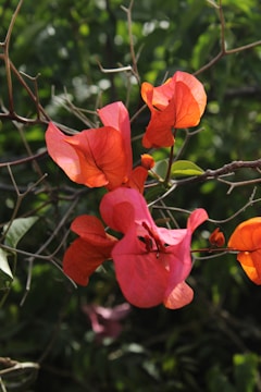 Vibrant orange bougainvillea flowers bloom beautifully.