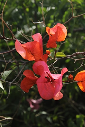 Vibrant orange bougainvillea flowers bloom beautifully.