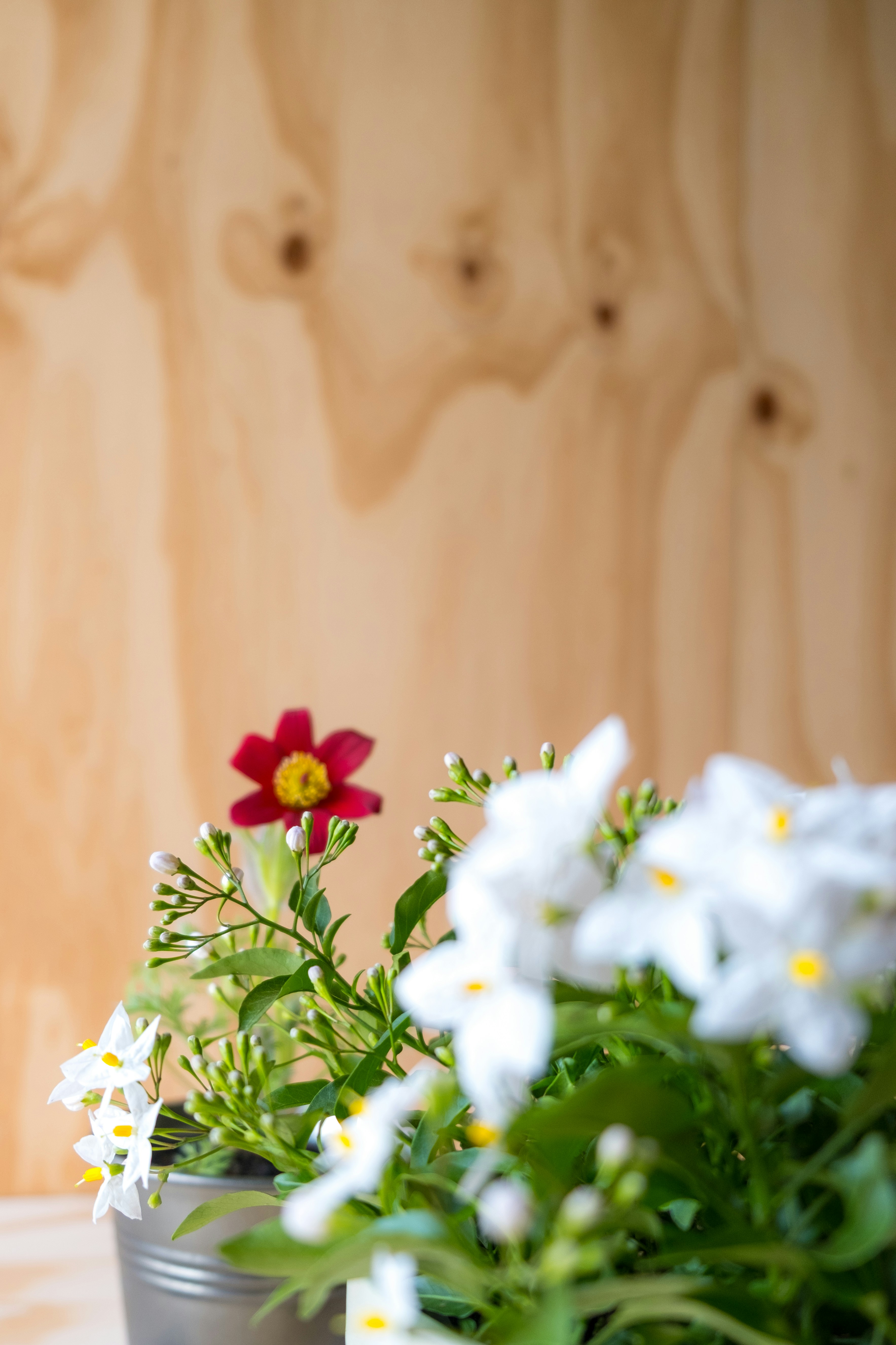 Photo by keilahoetzel