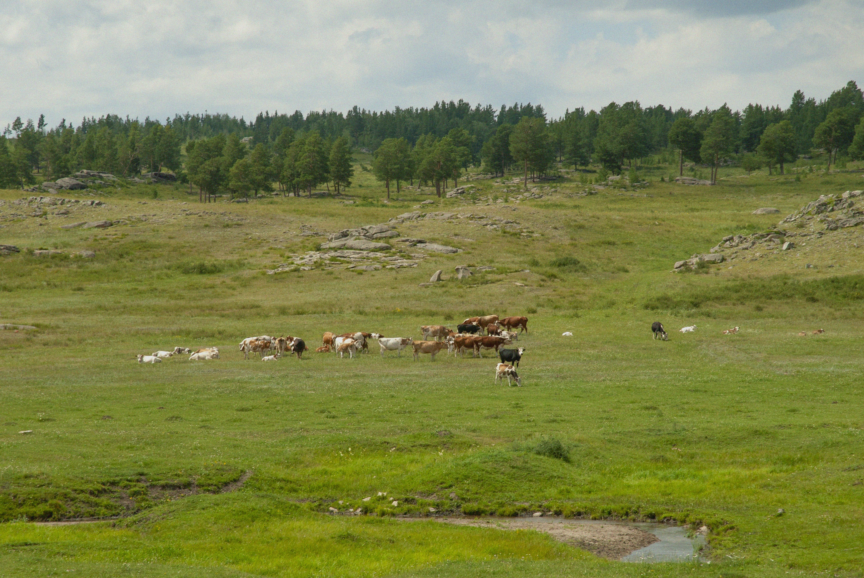 Cows graze in a grassy field.