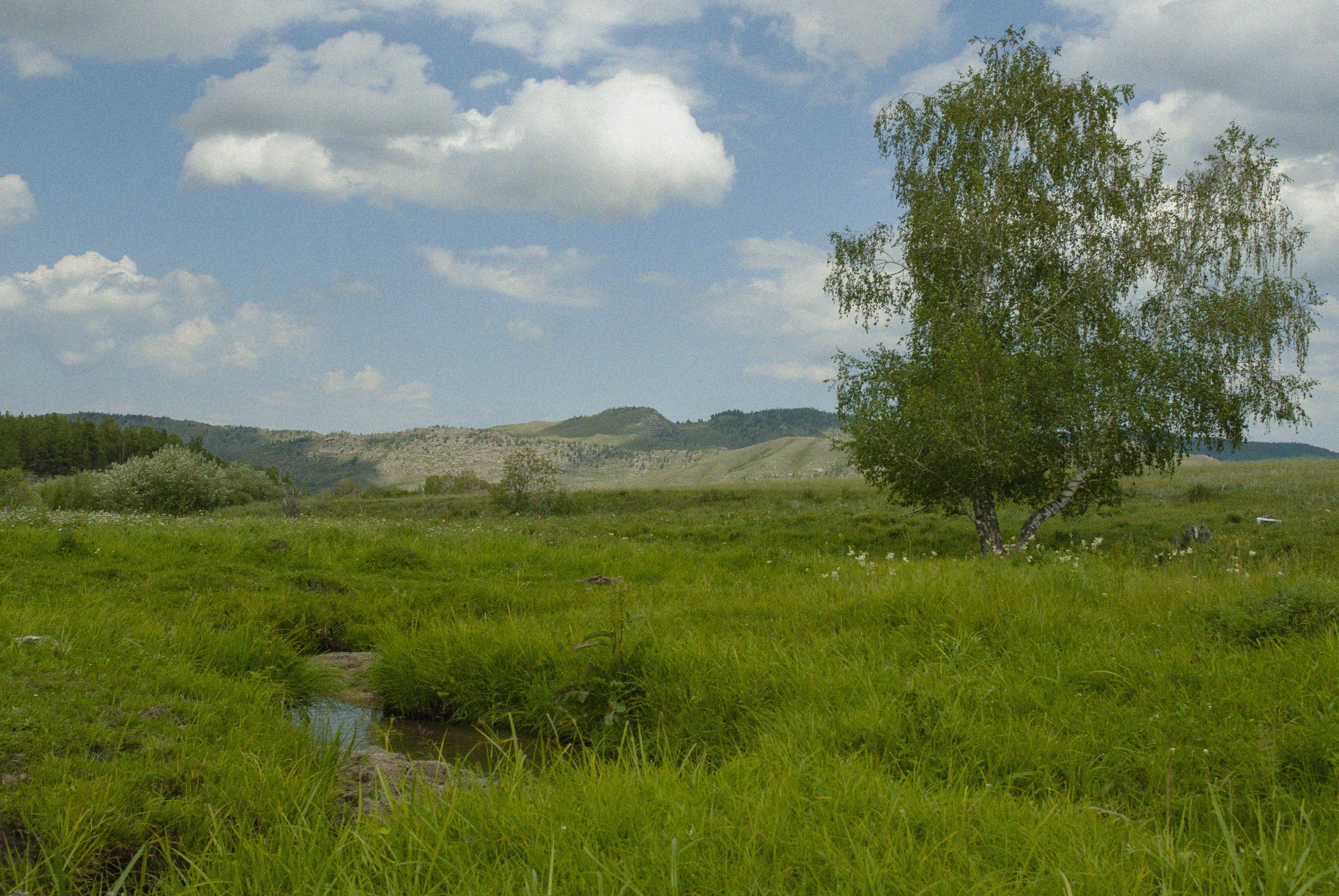 Green field with a tree under a blue sky.