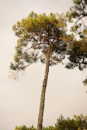 A tall tree reaches toward the sky.