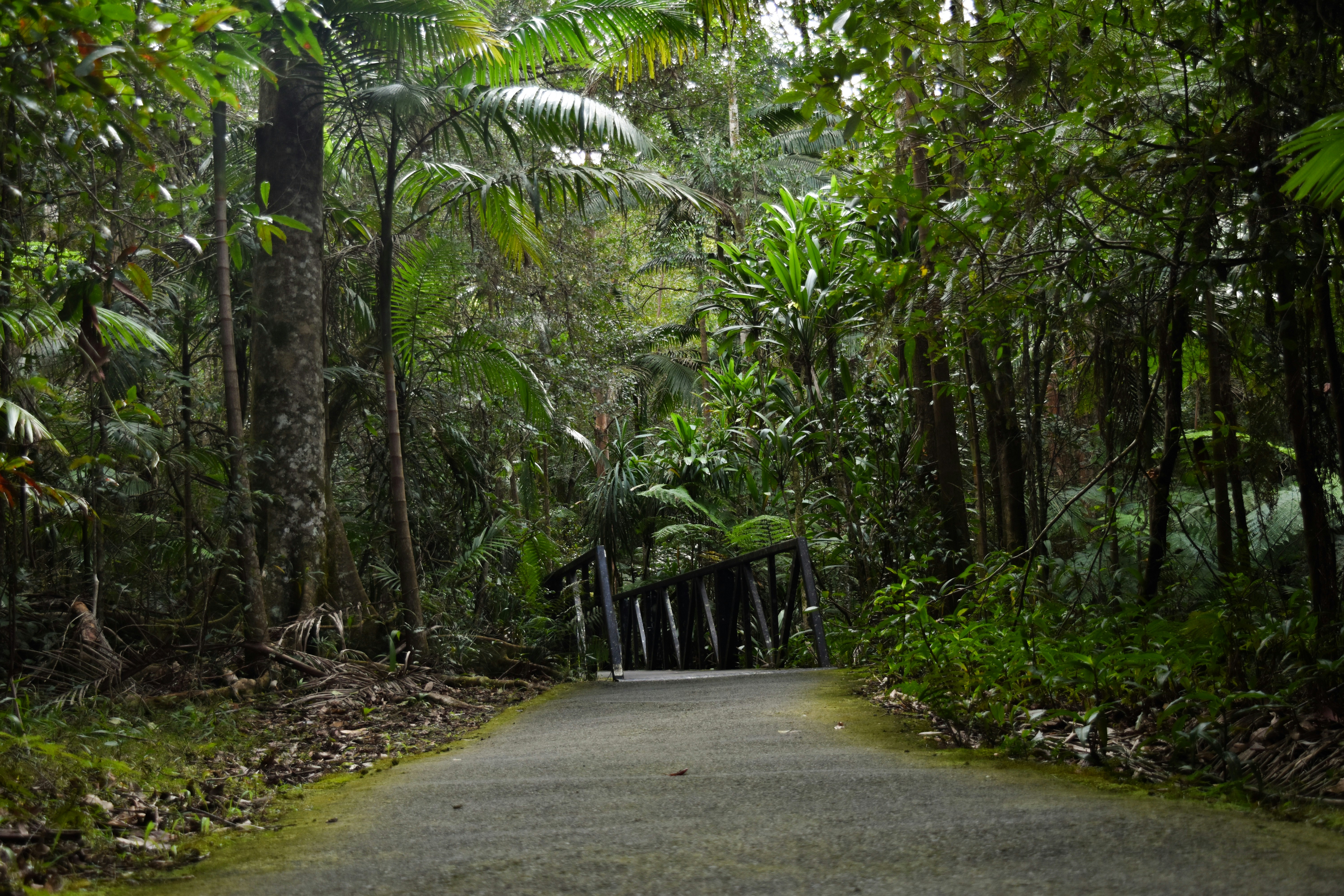 Ein Weg führt in einen üppigen, grünen Wald.