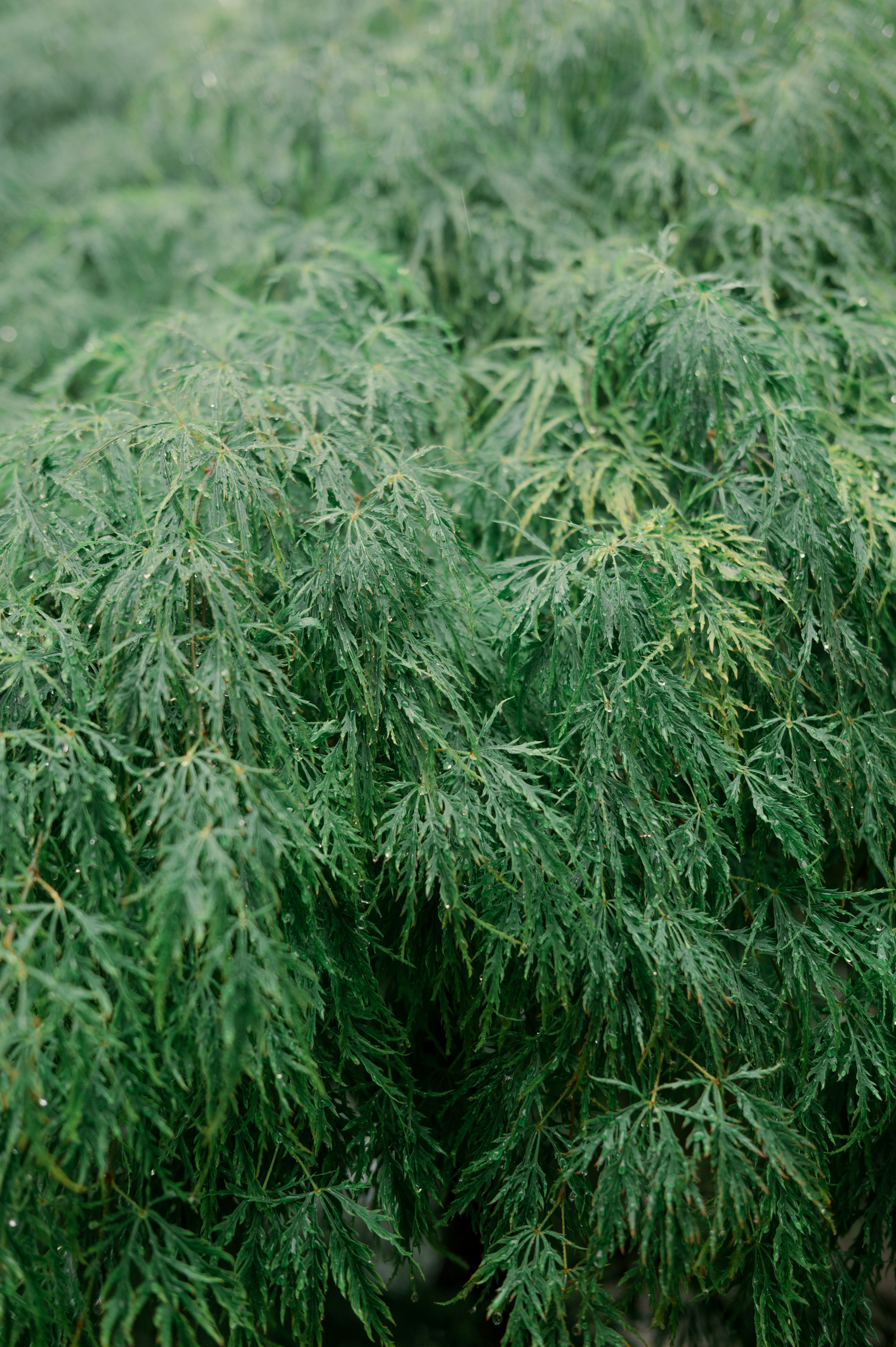 Photo by ryunosuke_kikuno