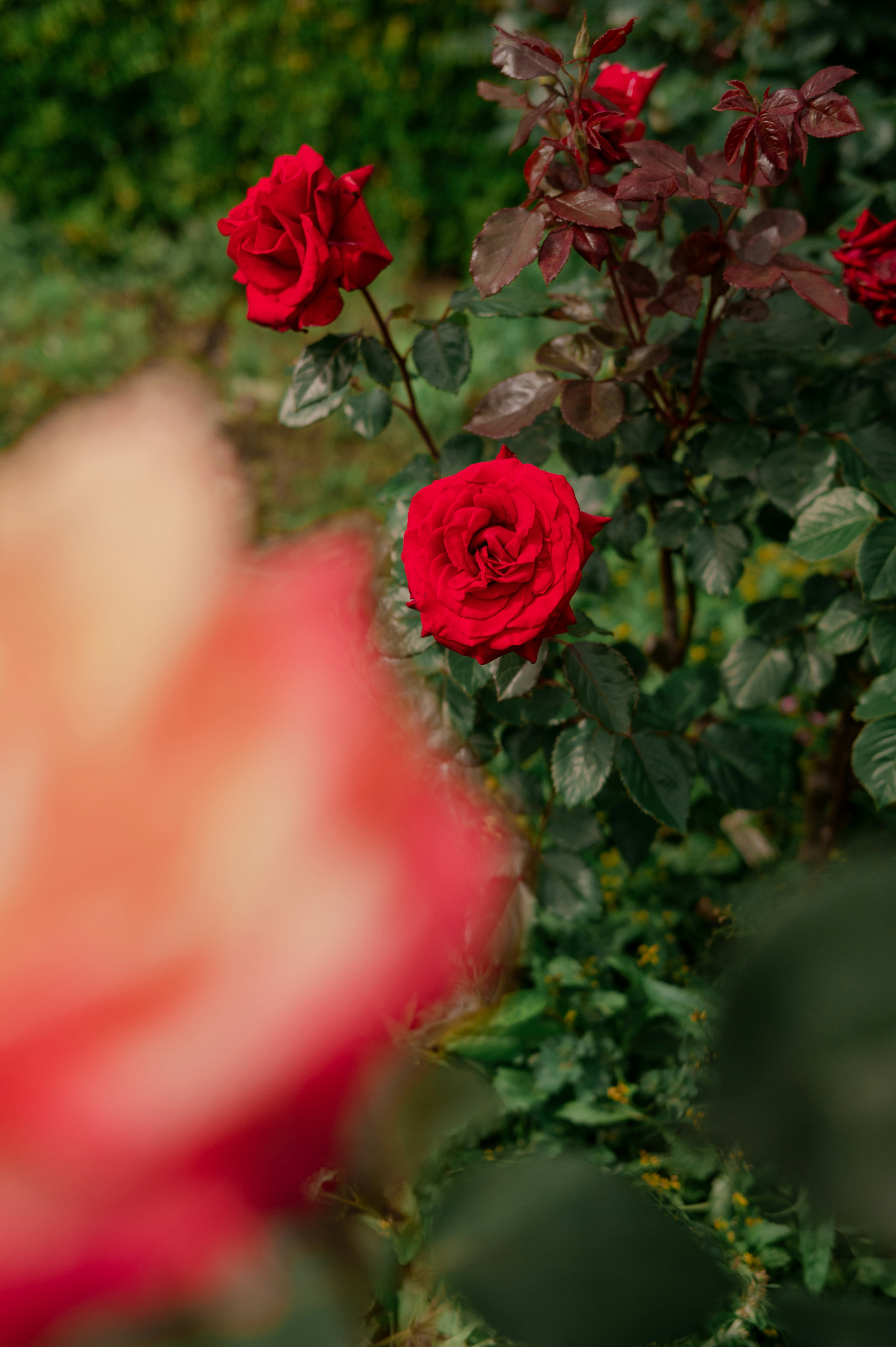 Photo by ryunosuke_kikuno