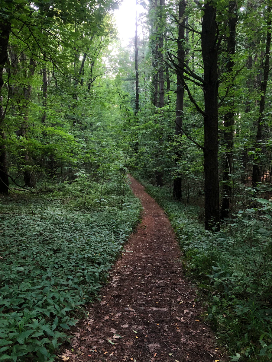 Winding path through green woodland