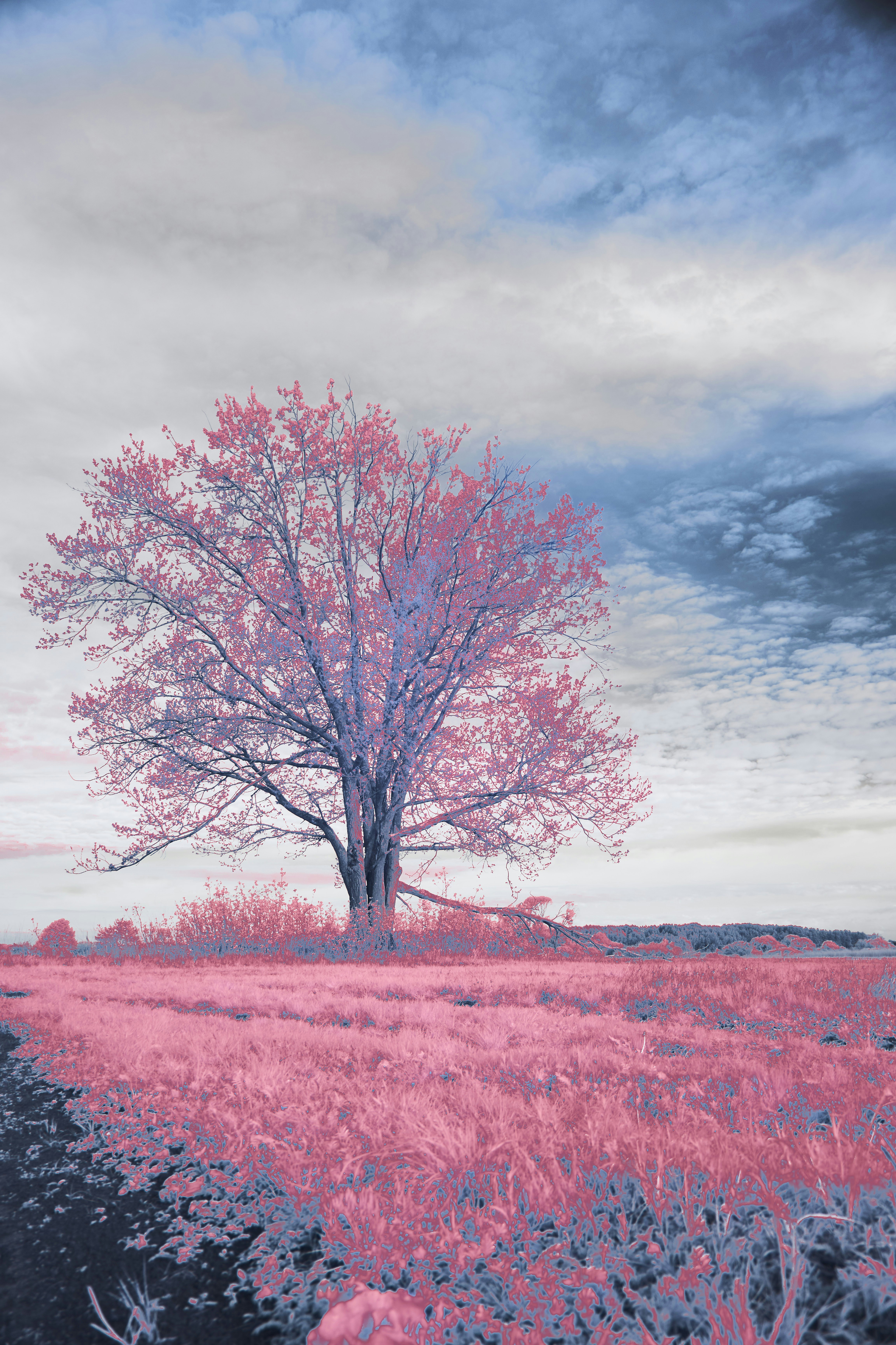 Photo by wolfgang_hasselmann