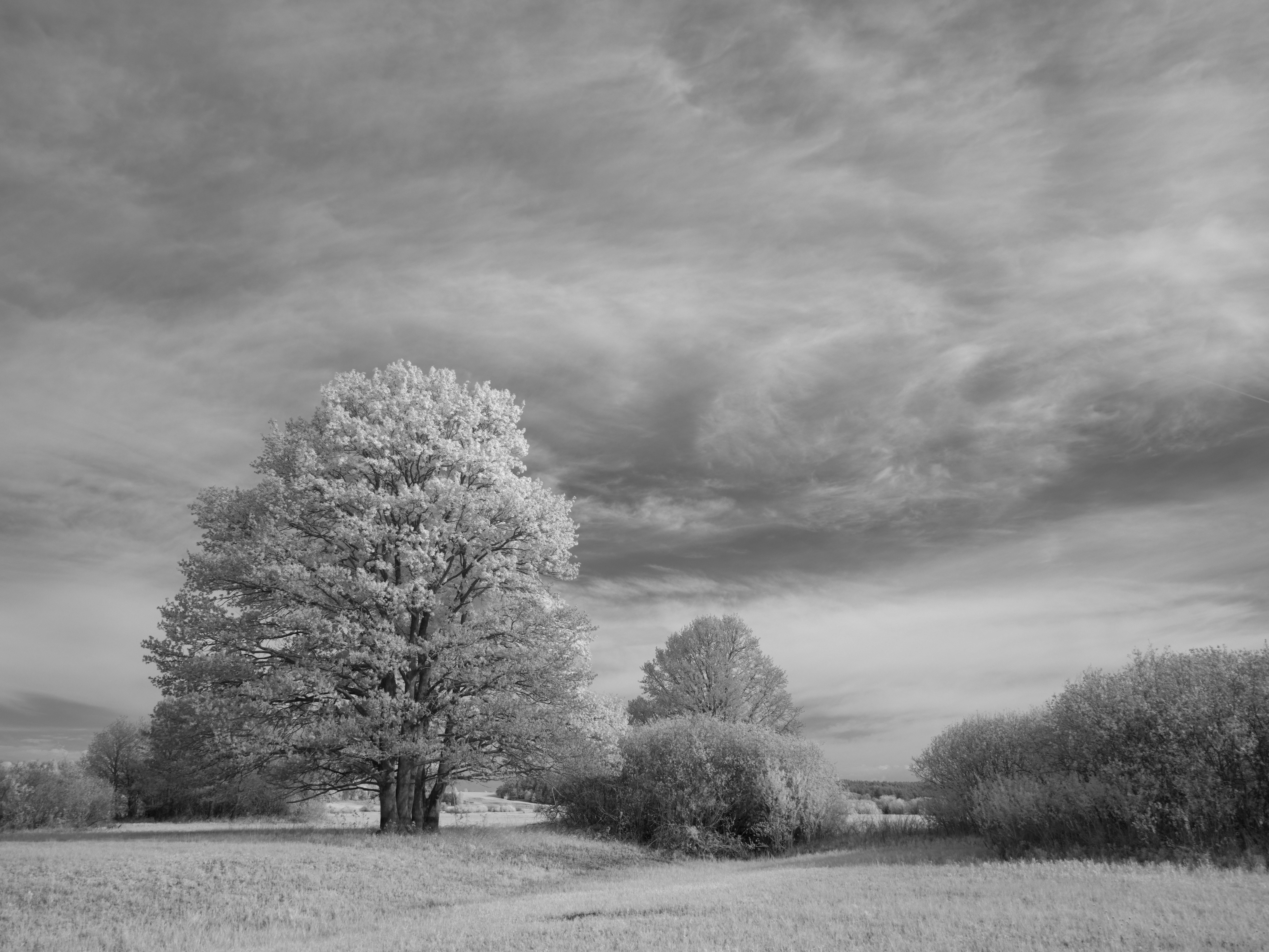 Photo by wolfgang_hasselmann