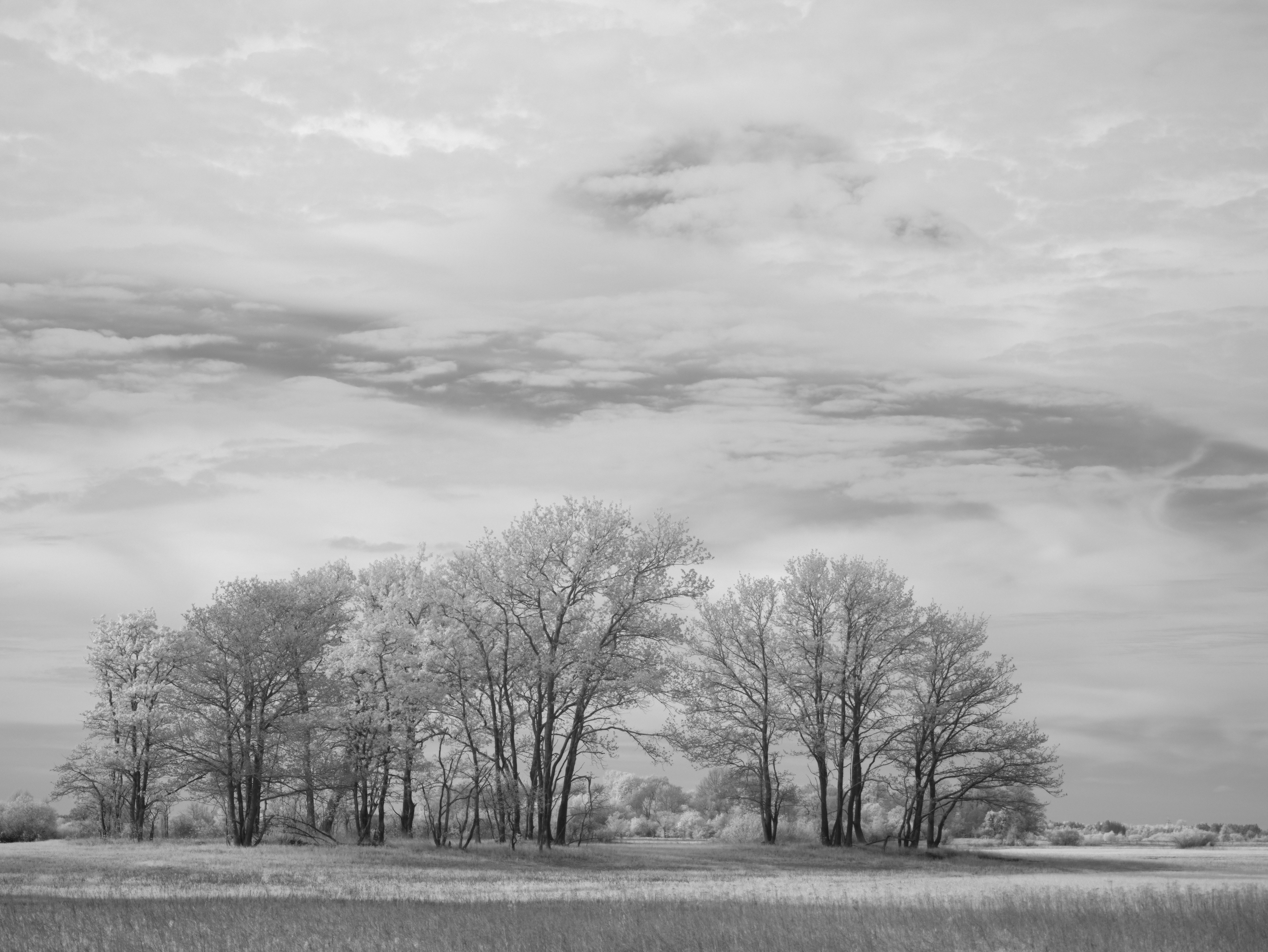 Photo by wolfgang_hasselmann