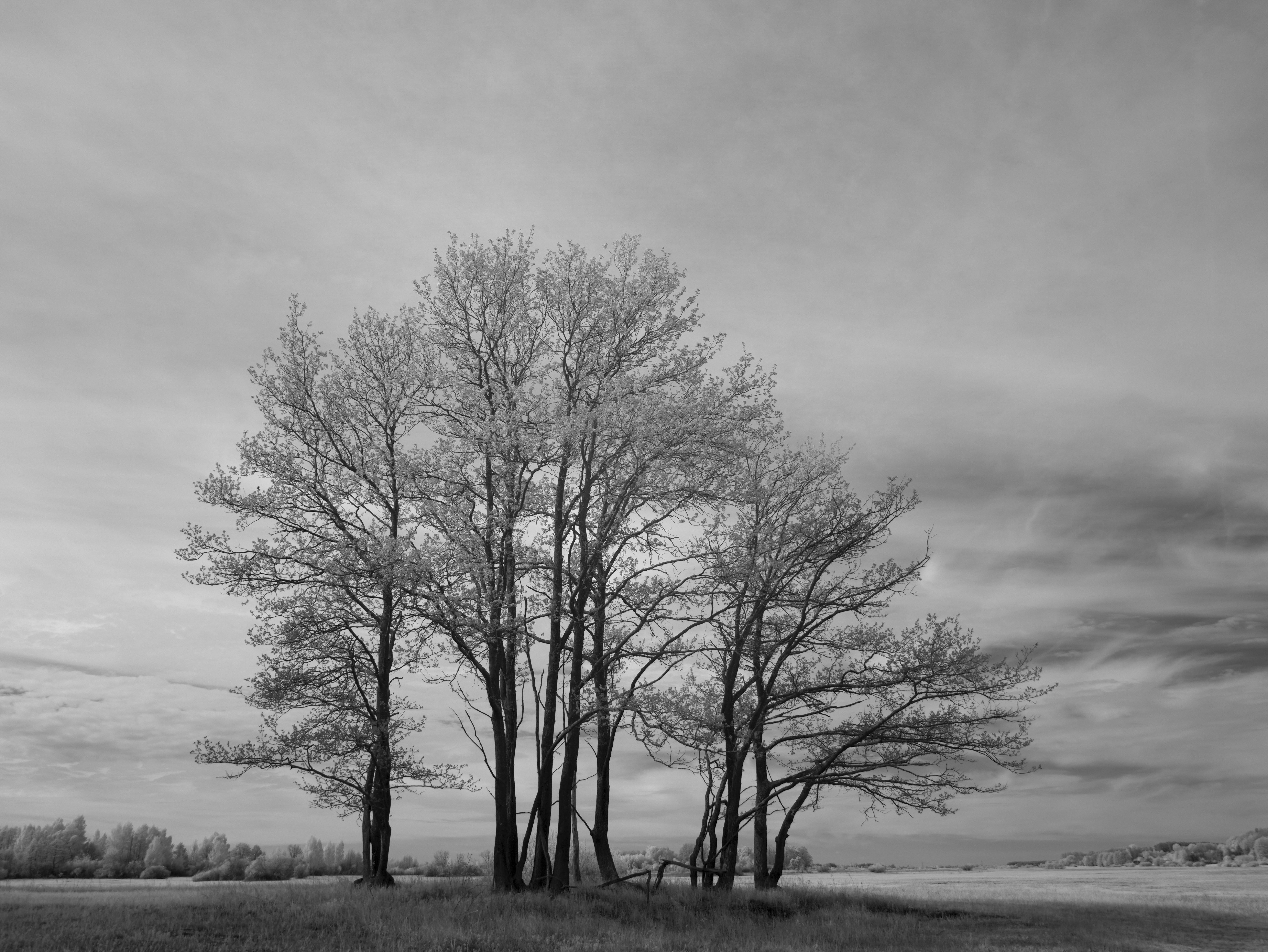 Photo by wolfgang_hasselmann