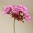 Pretty pink flowers are blooming on a stem.