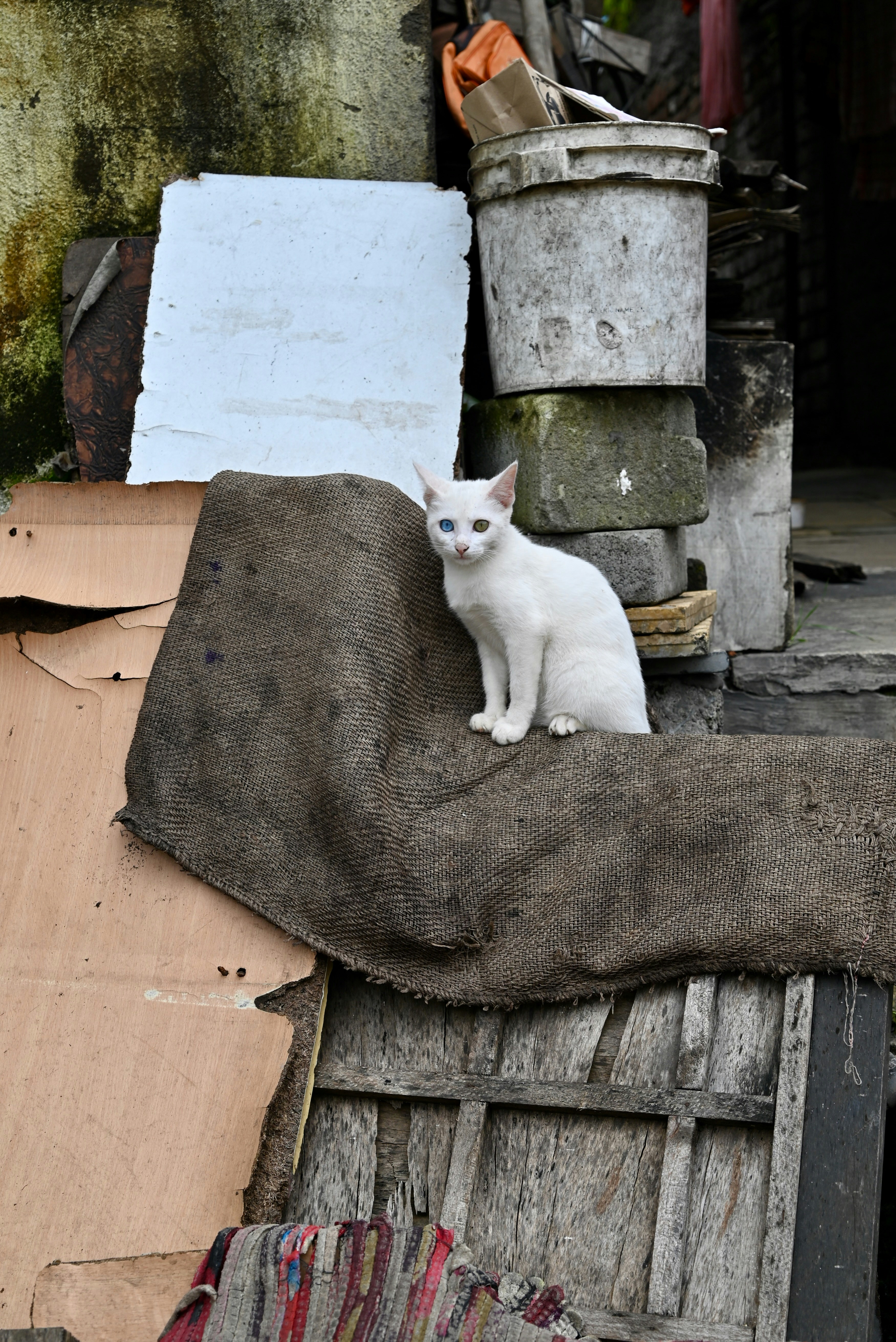 Photo by saadahmad_umn