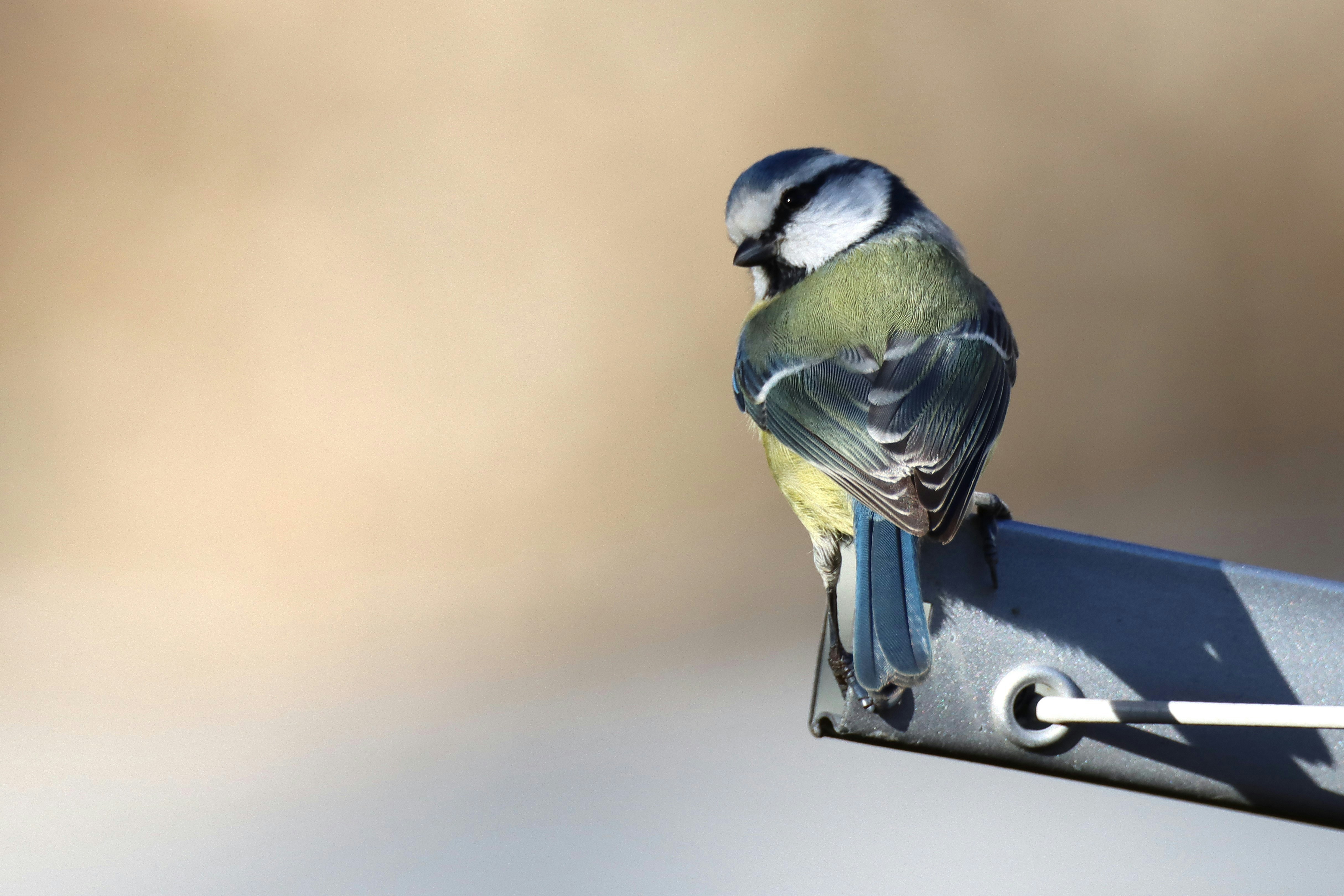 A blue tit perches on a metal pole.