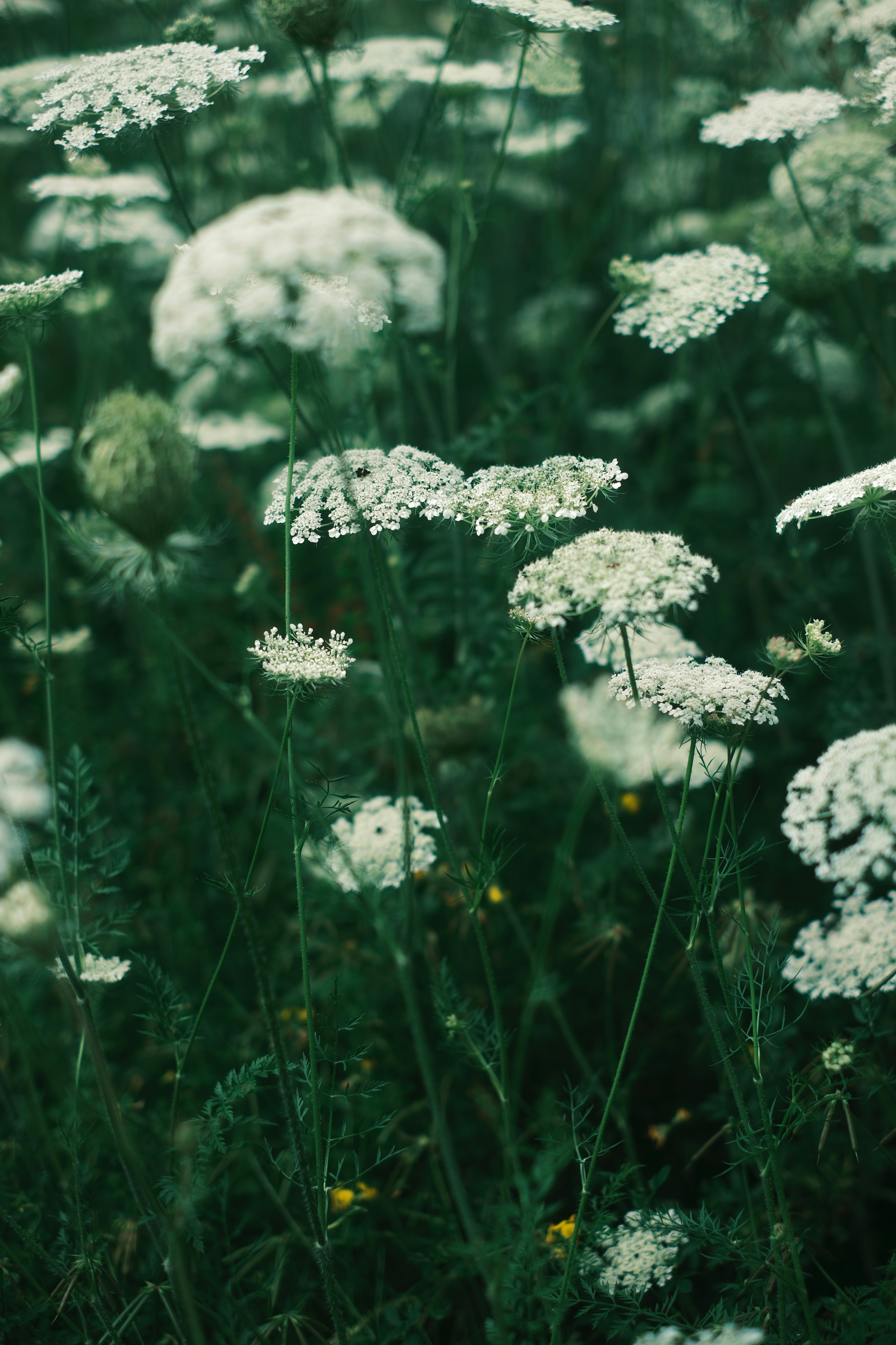 Photo by ginkgoshutter