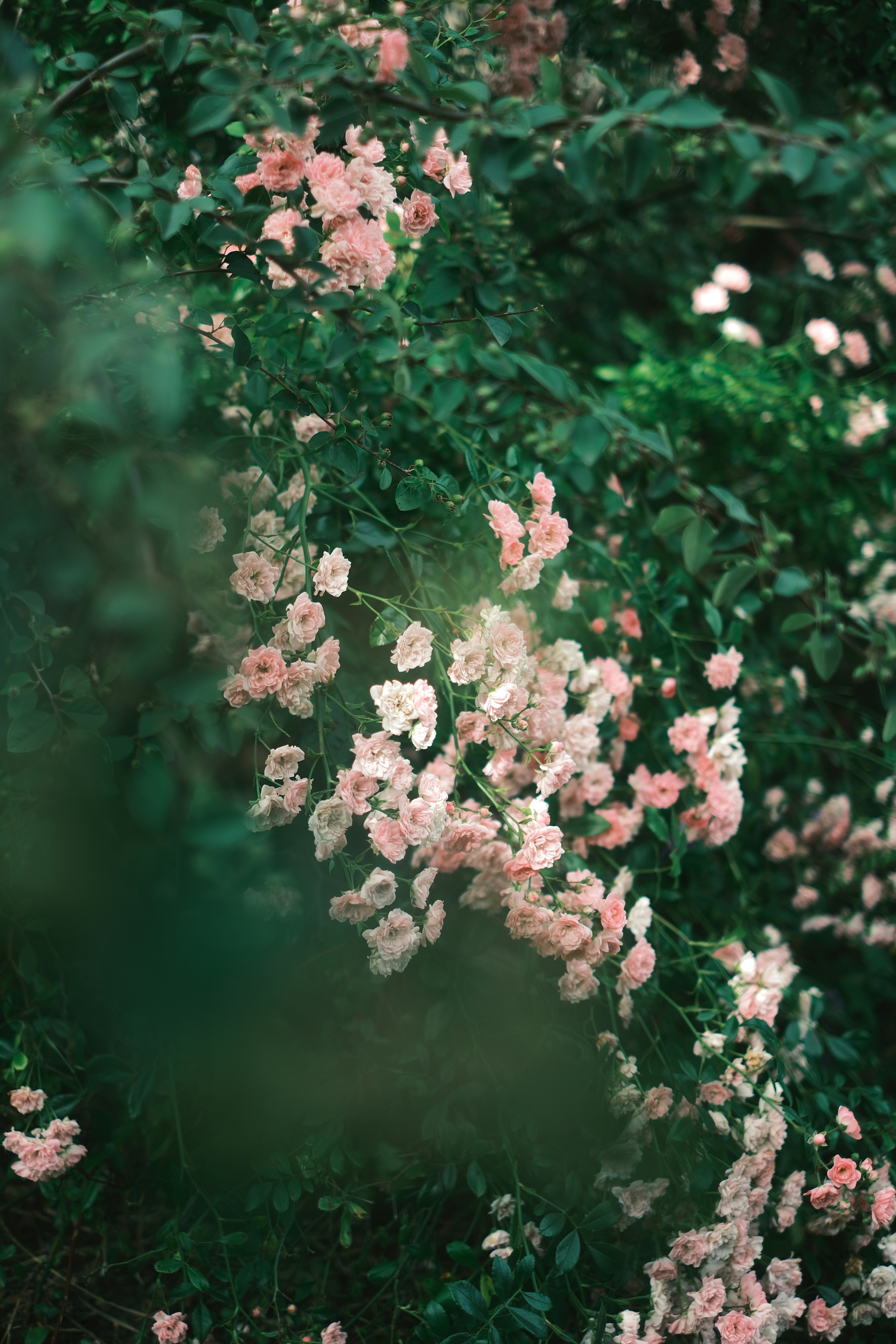 Photo by ginkgoshutter