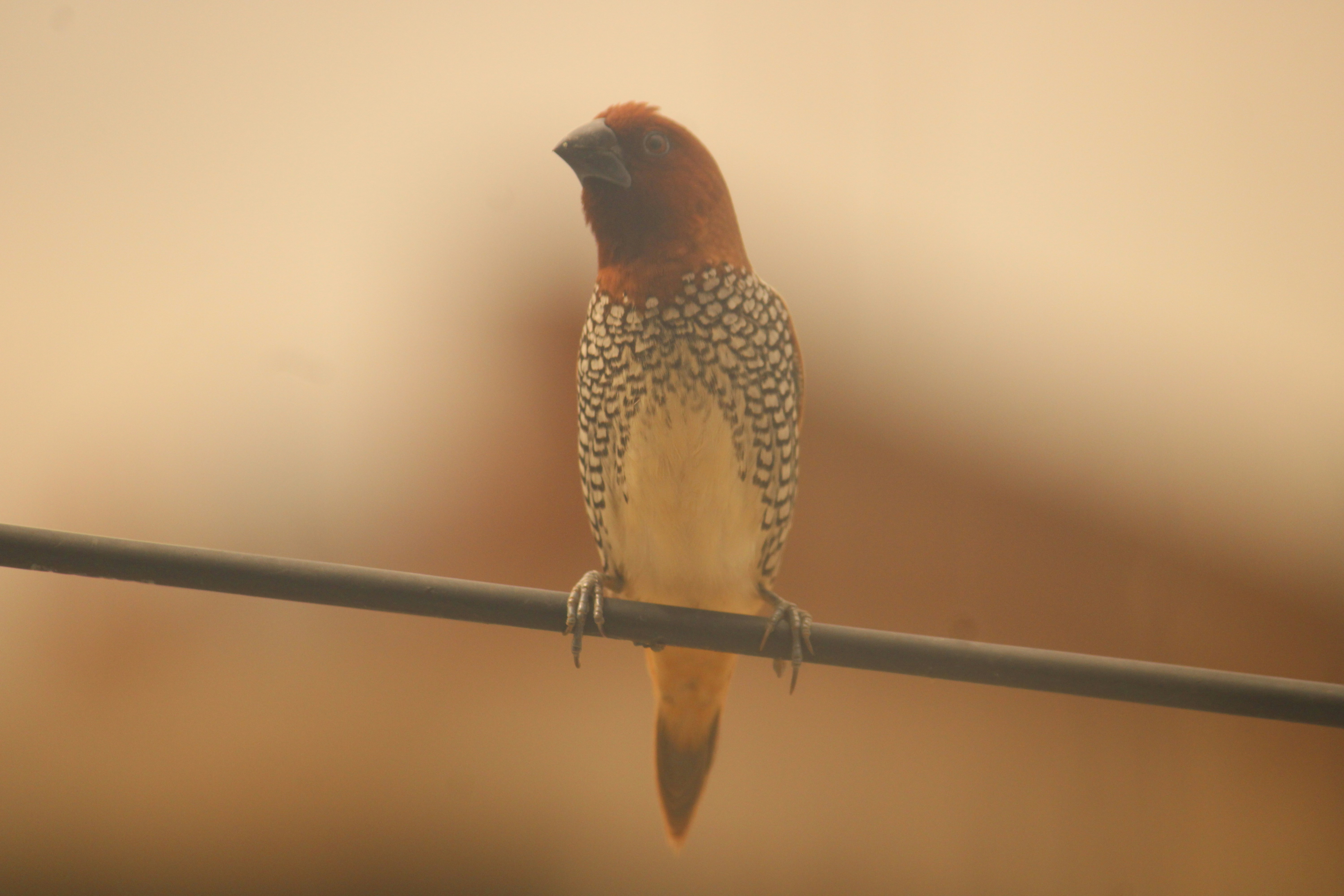 Photo by manoj_poosam