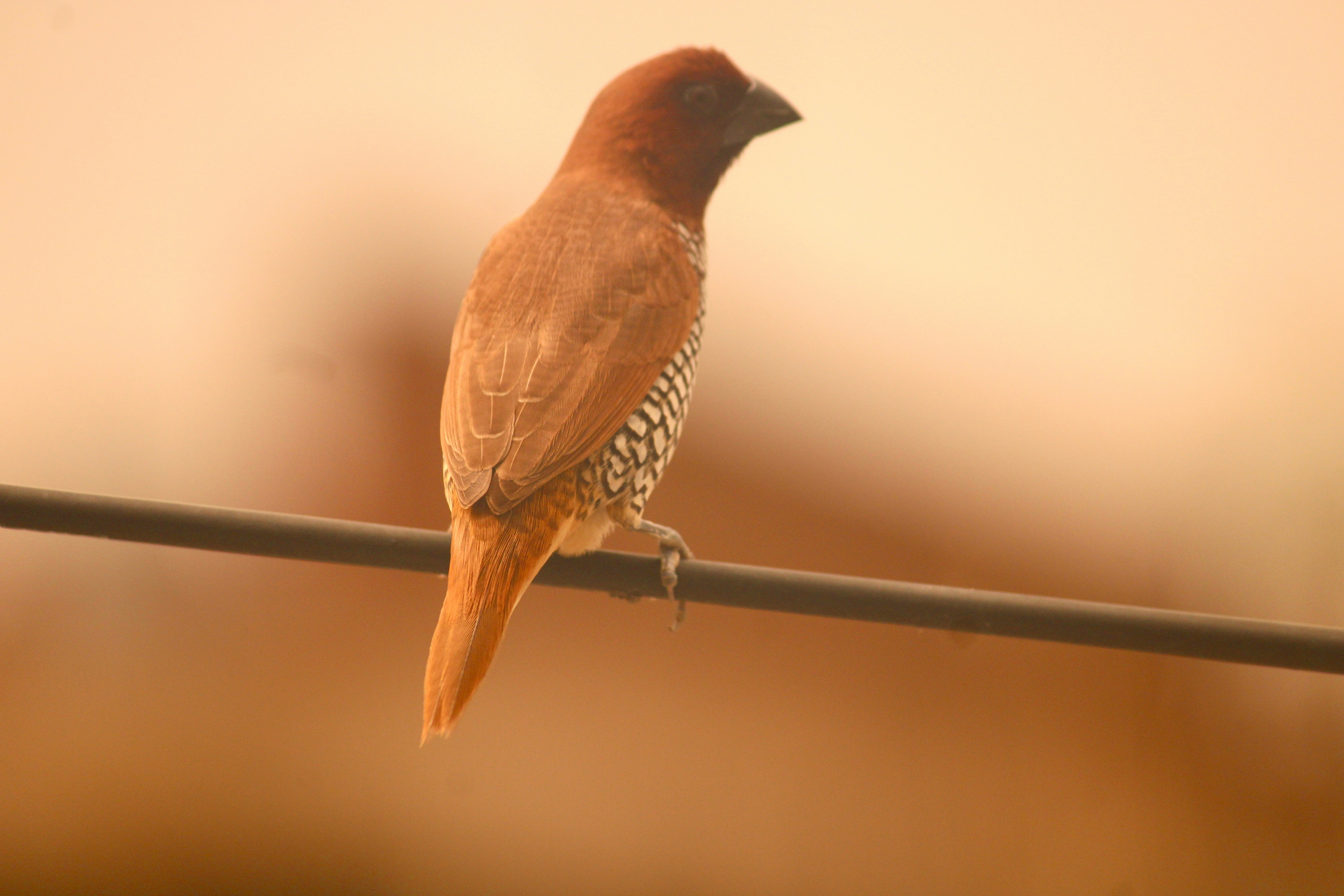 Photo by manoj_poosam