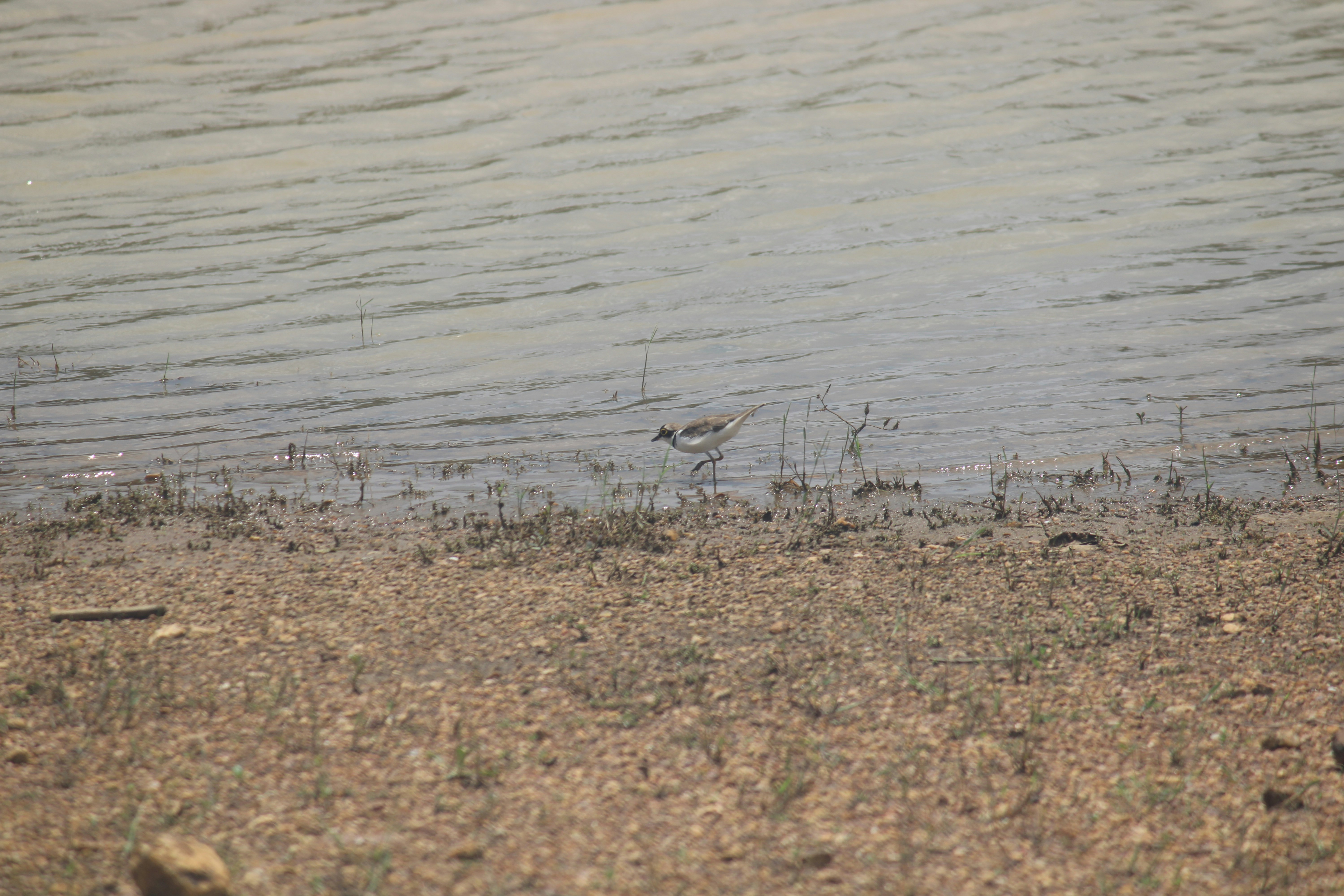 Photo by manoj_poosam