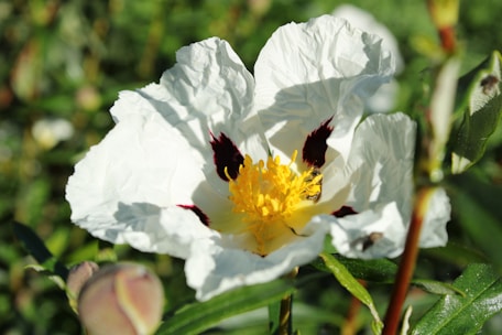 A white flower with a bright yellow center.