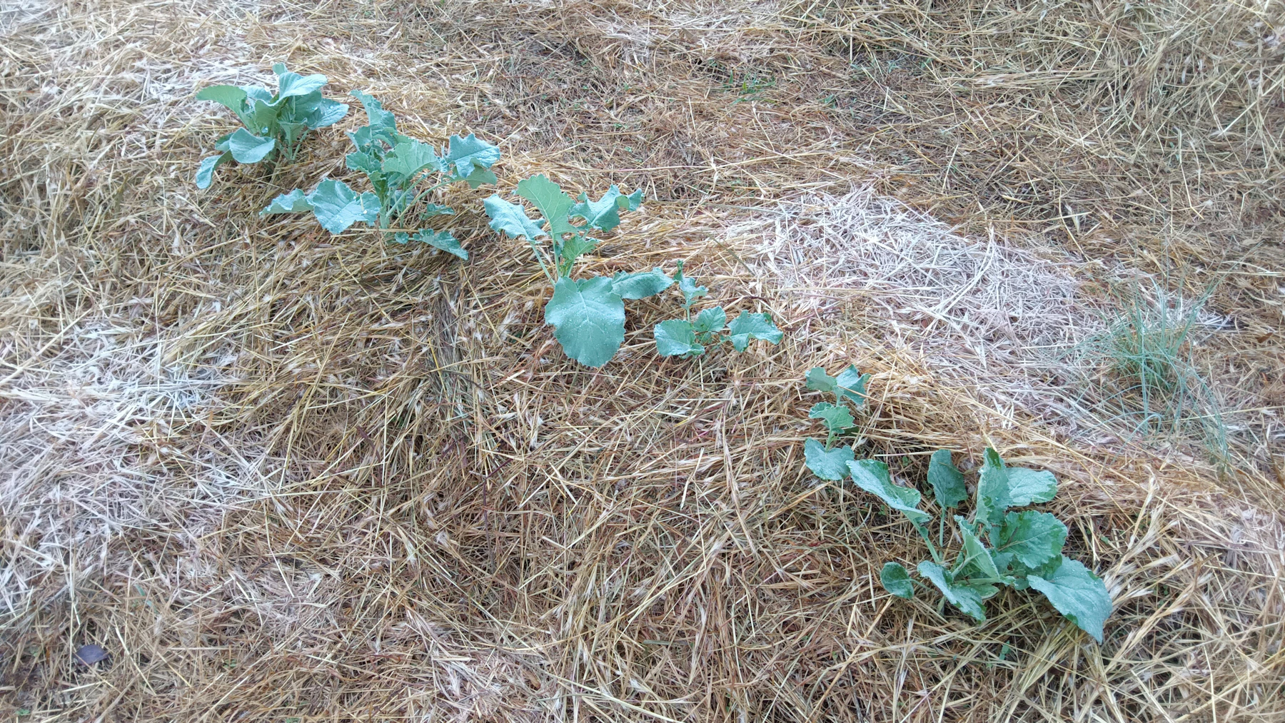 Young seedlings growing through a thick layer of straw