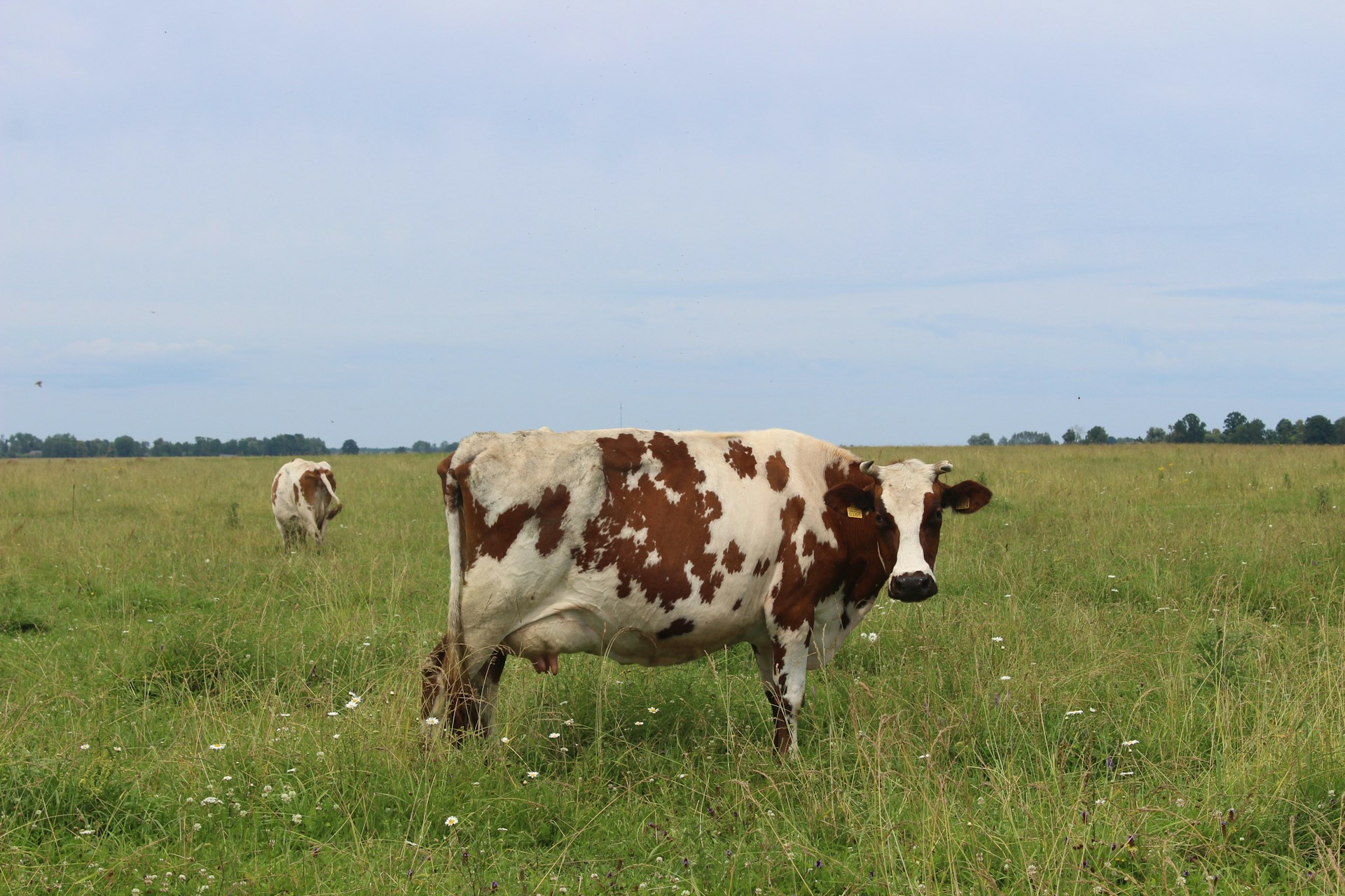 A cow stands in a grassy field.