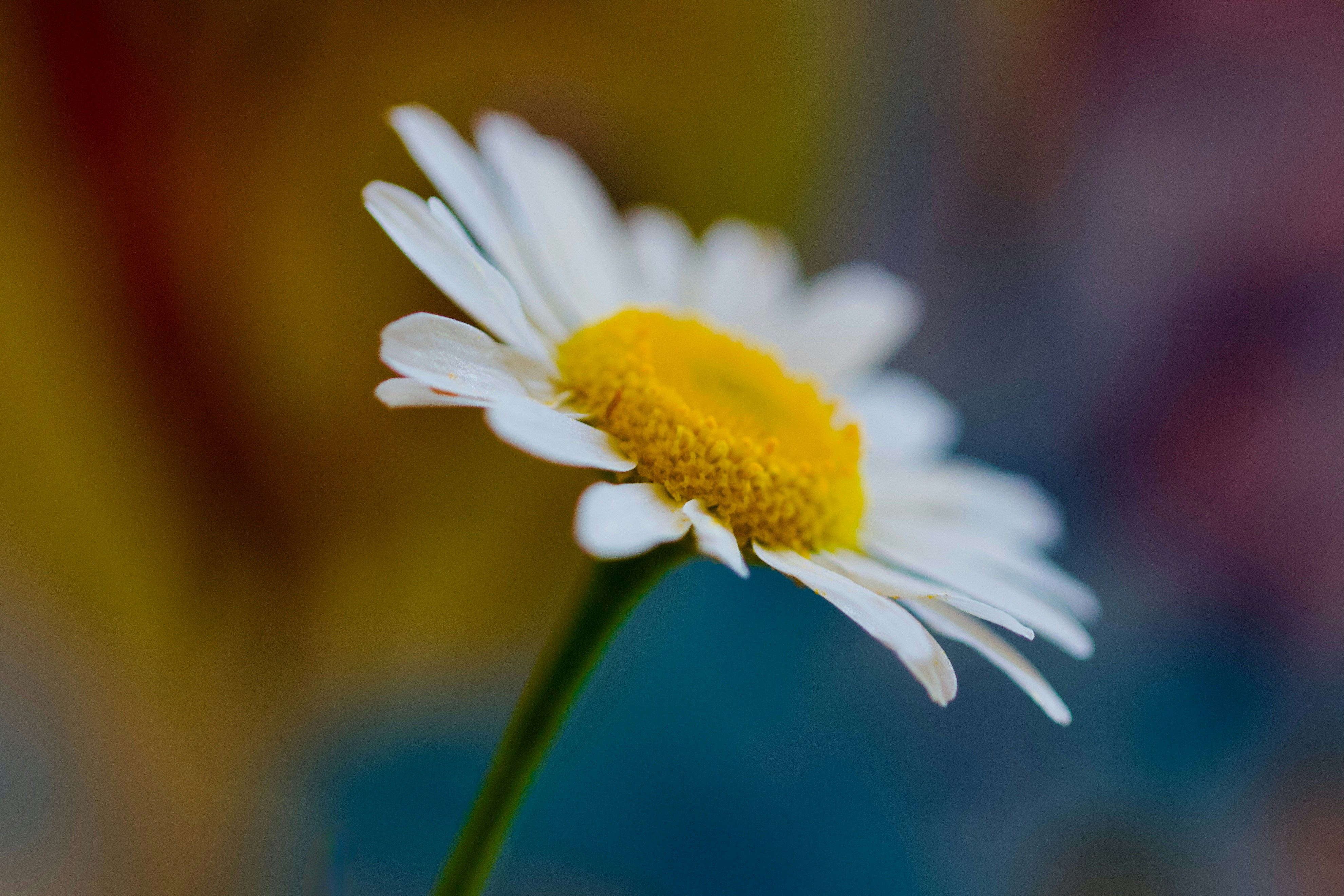 Photo by jasbirvirdi