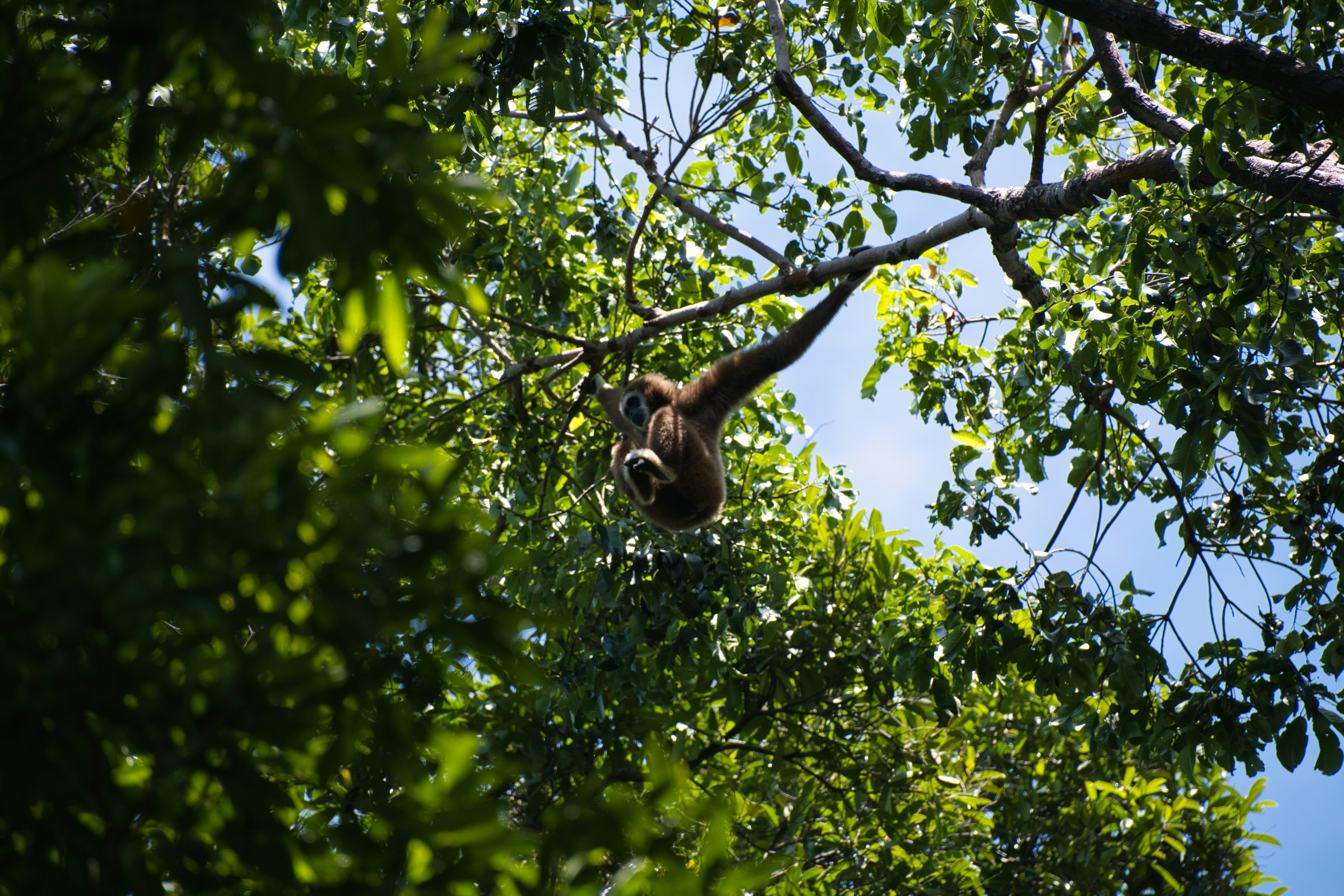 A sloth hangs upside down in a tree.