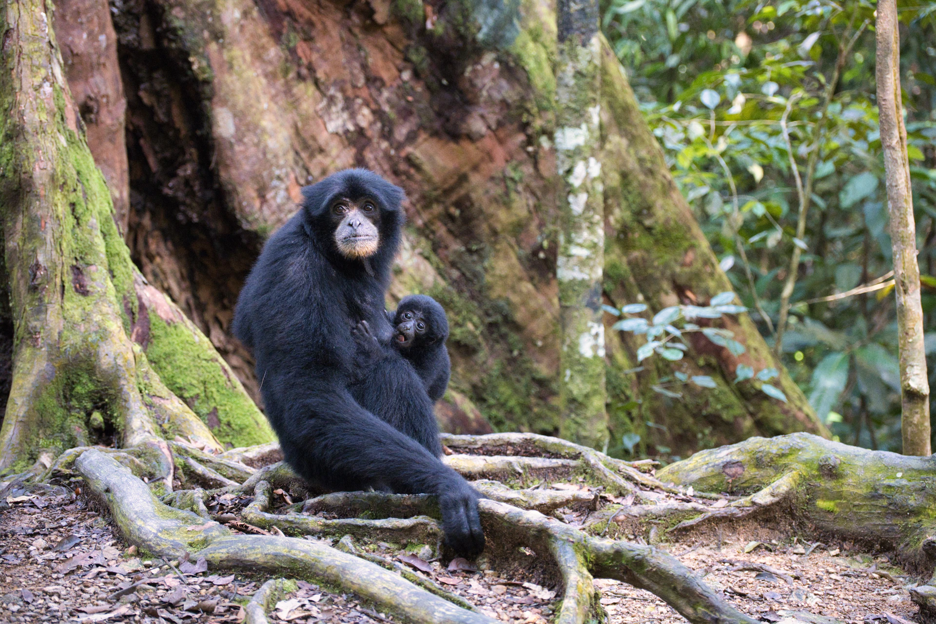 A mother siamang monkey huddles with her young.
