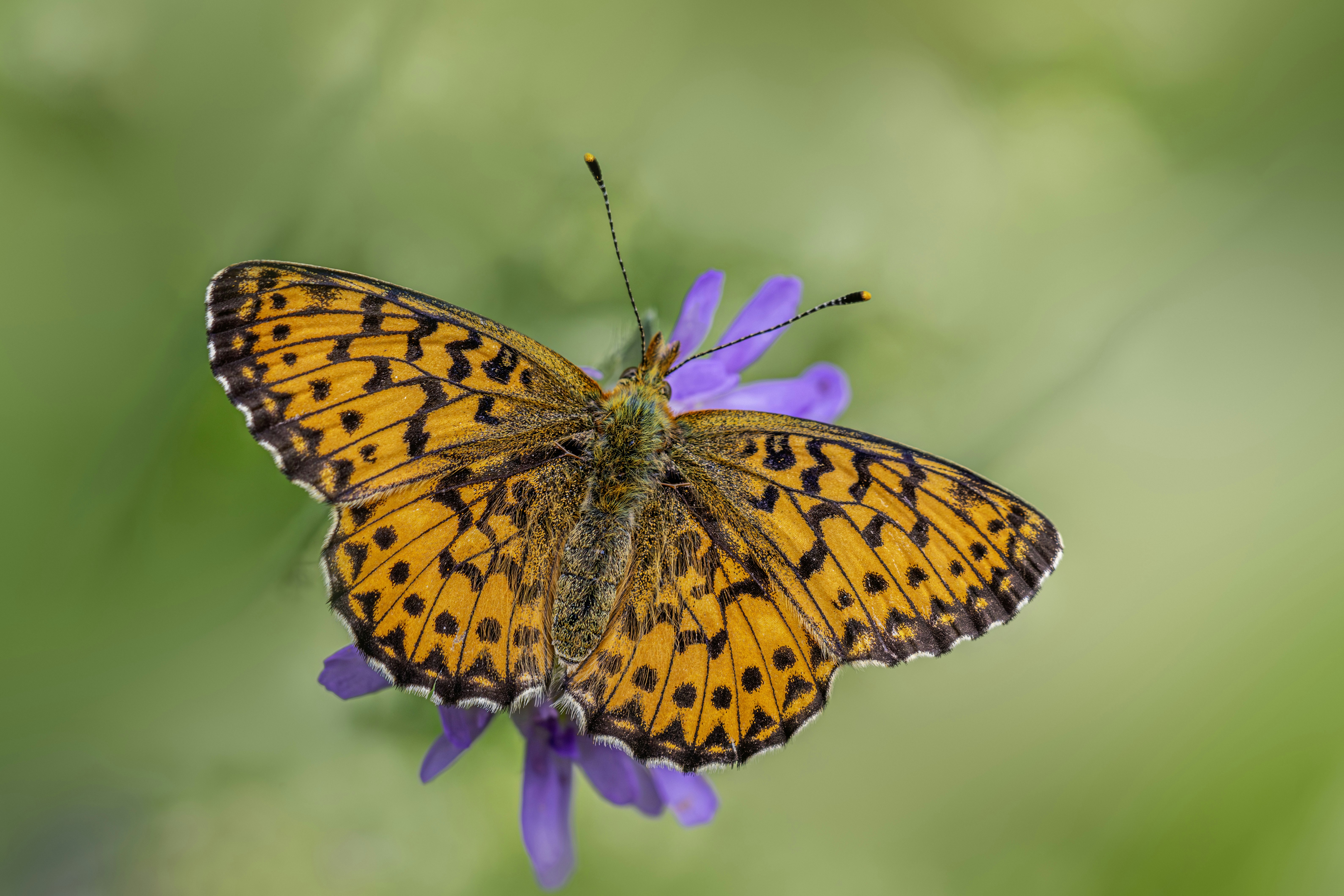 Photo by erik_karits