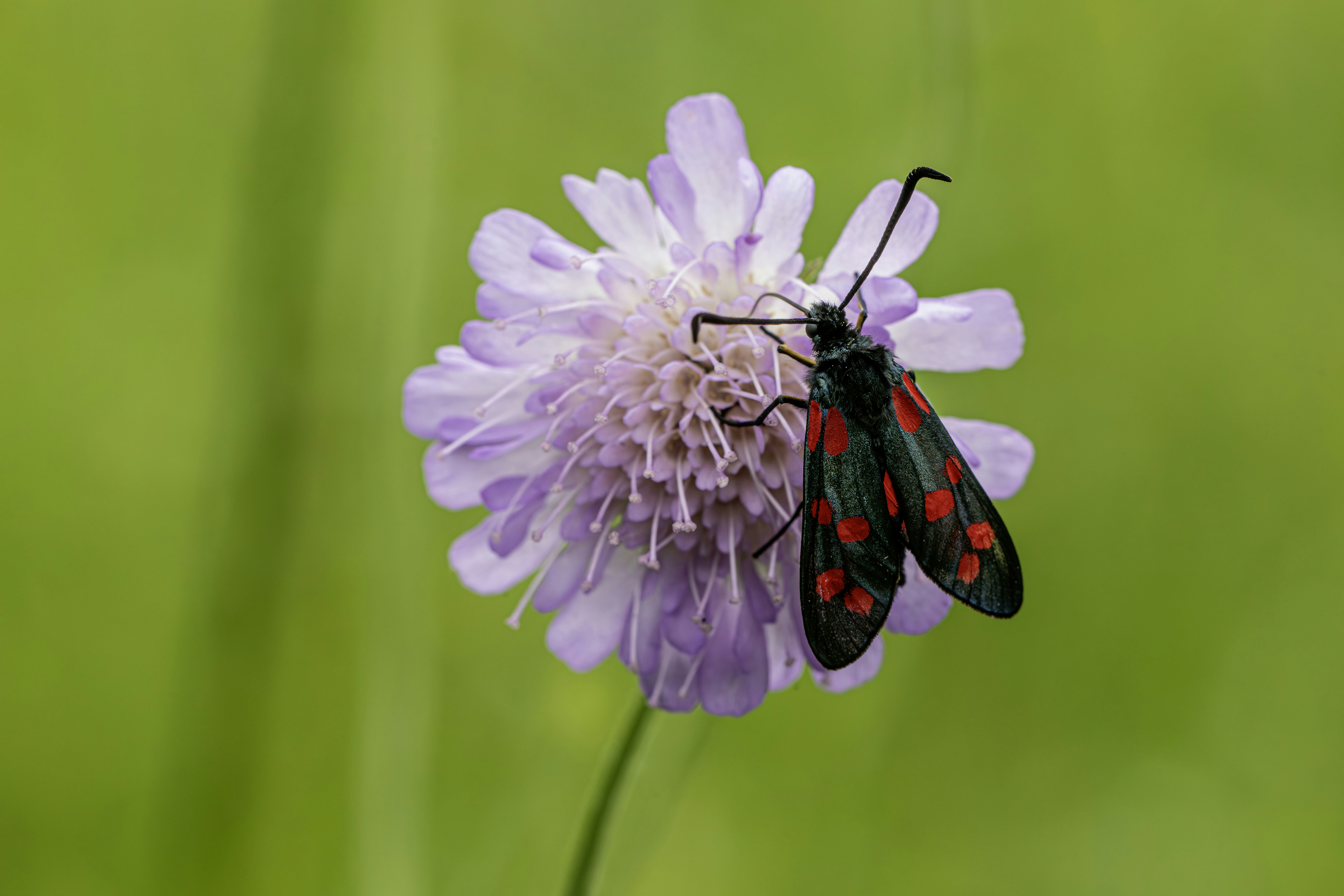 Photo by erik_karits