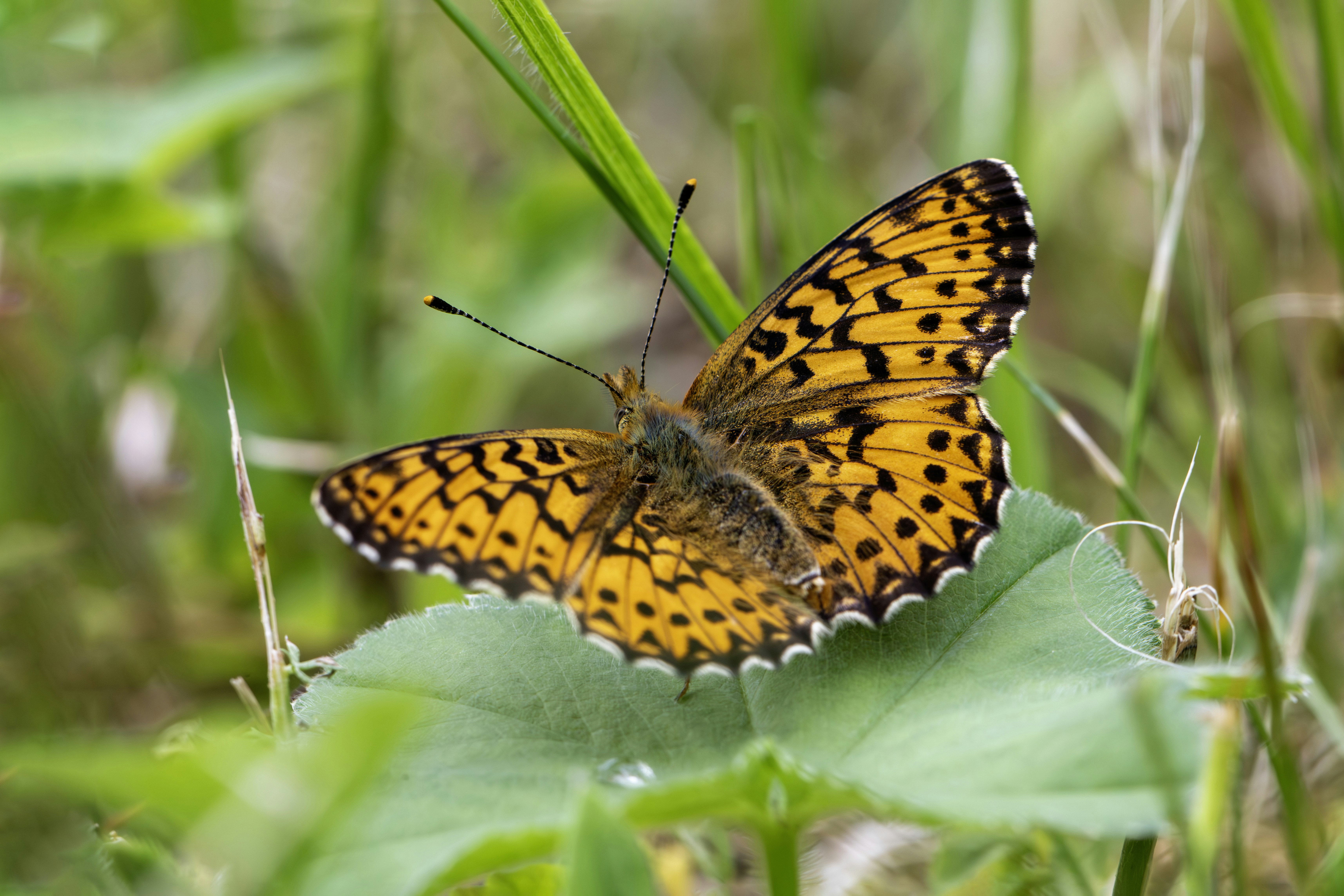 Photo by erik_karits