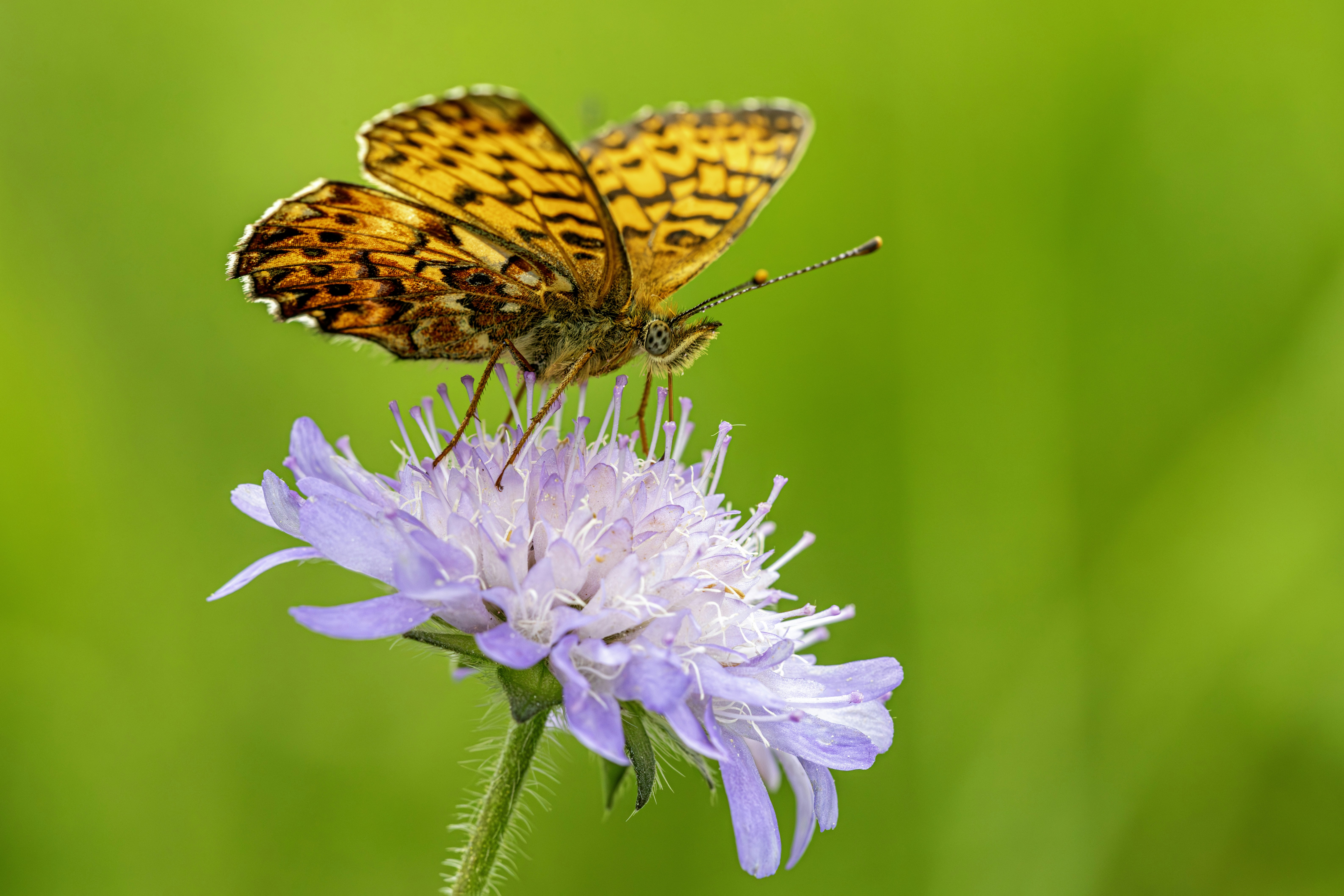 Photo by erik_karits