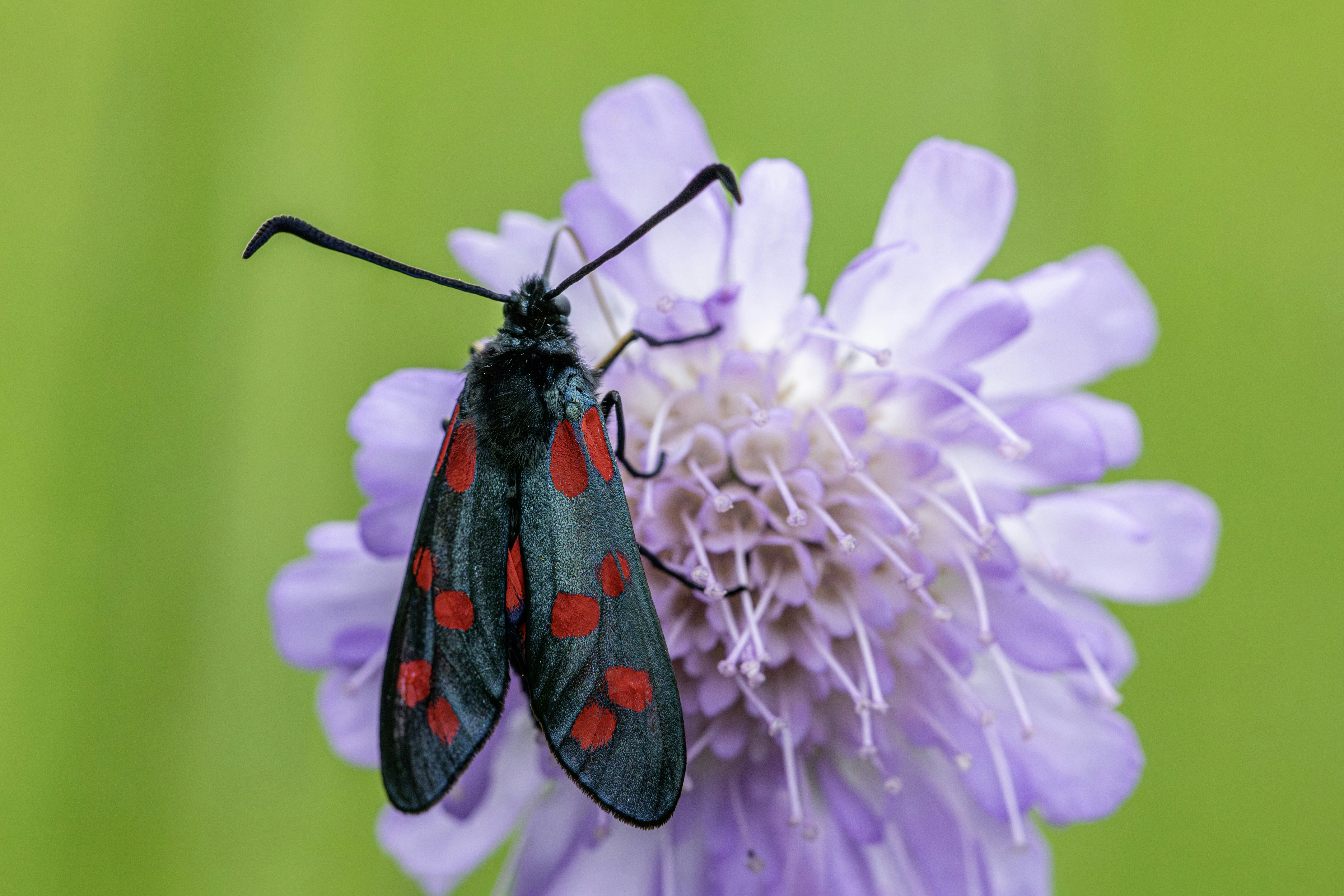 Photo by erik_karits