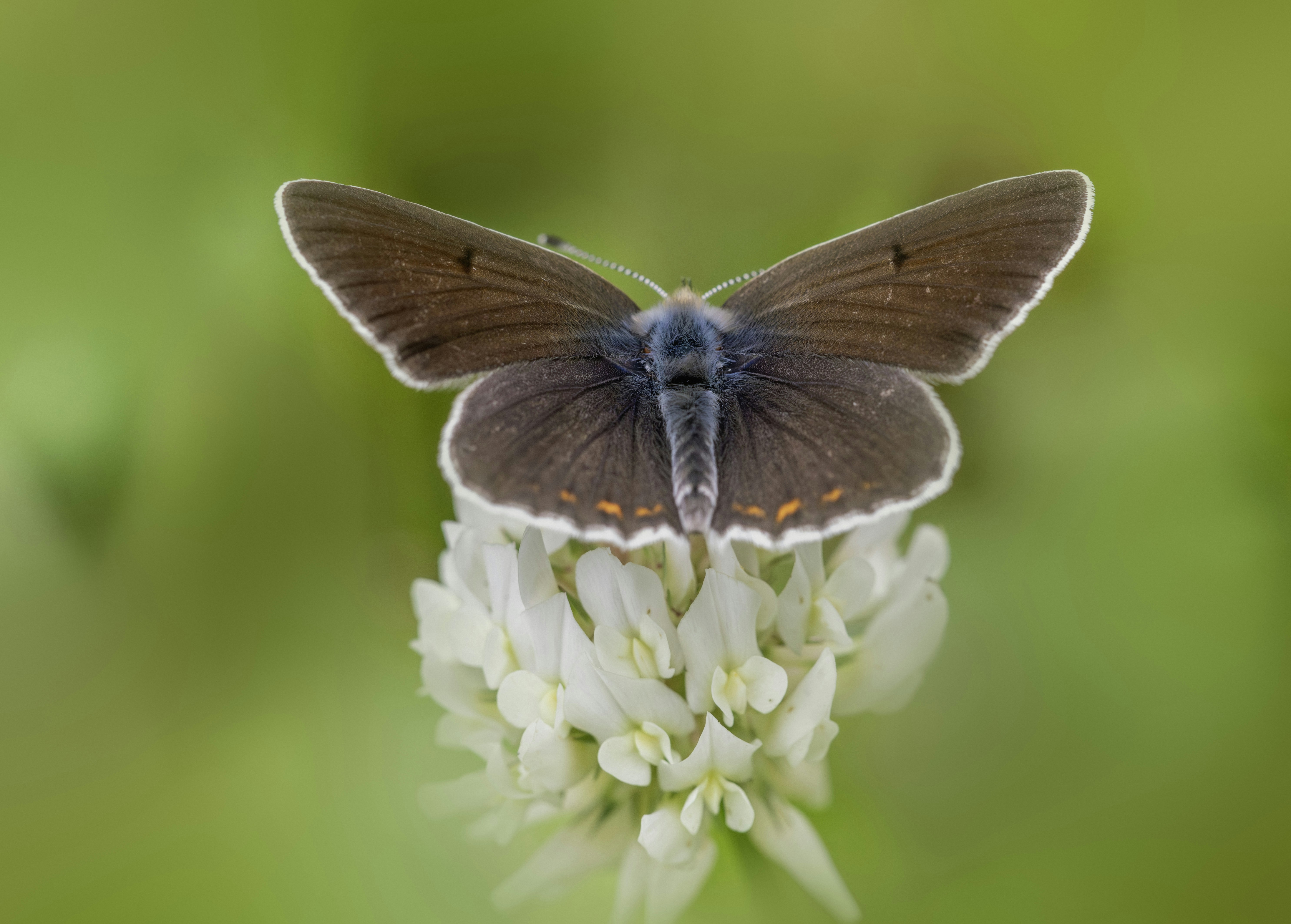 Photo by erik_karits