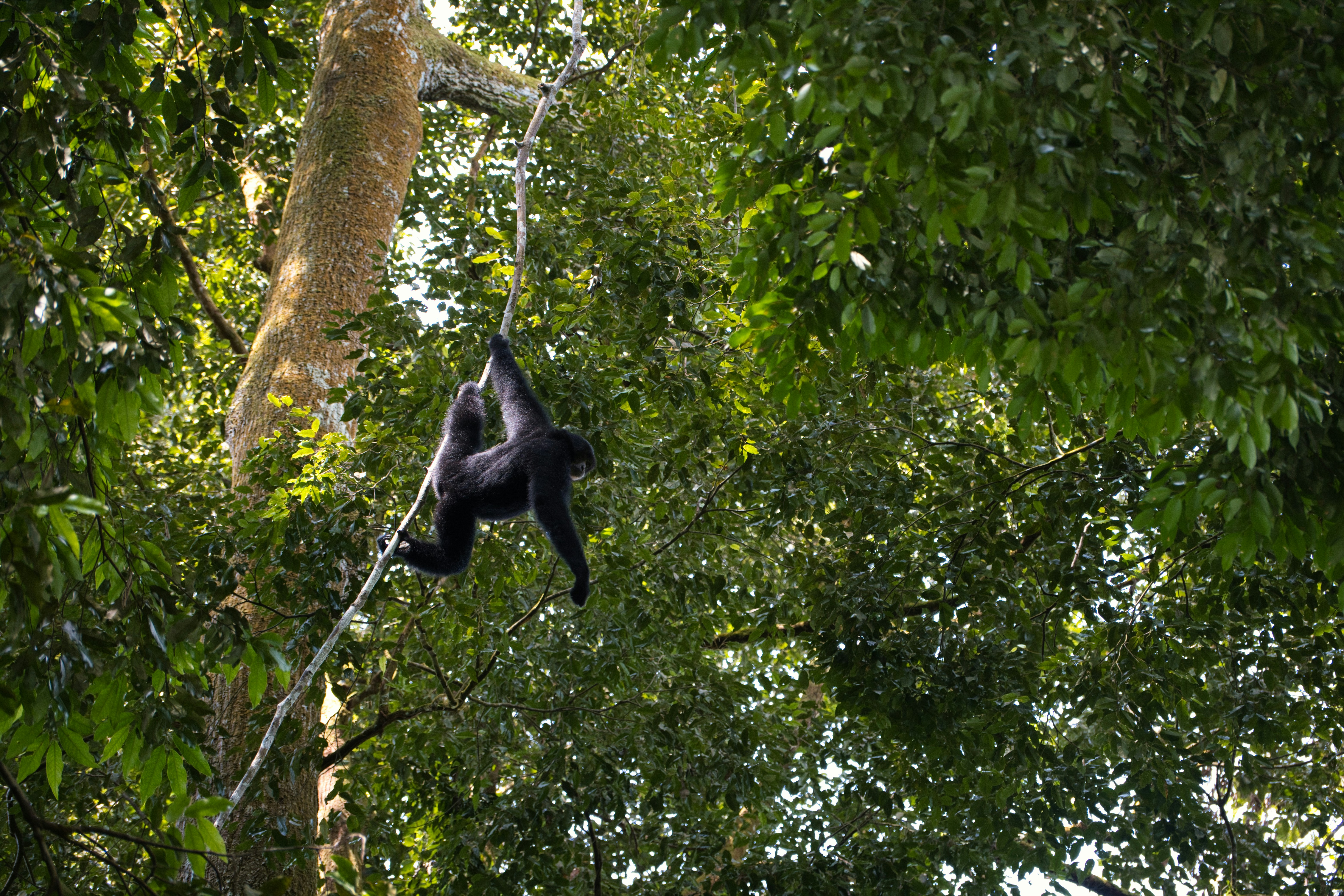 A monkey is hanging from a rope in a tree.
