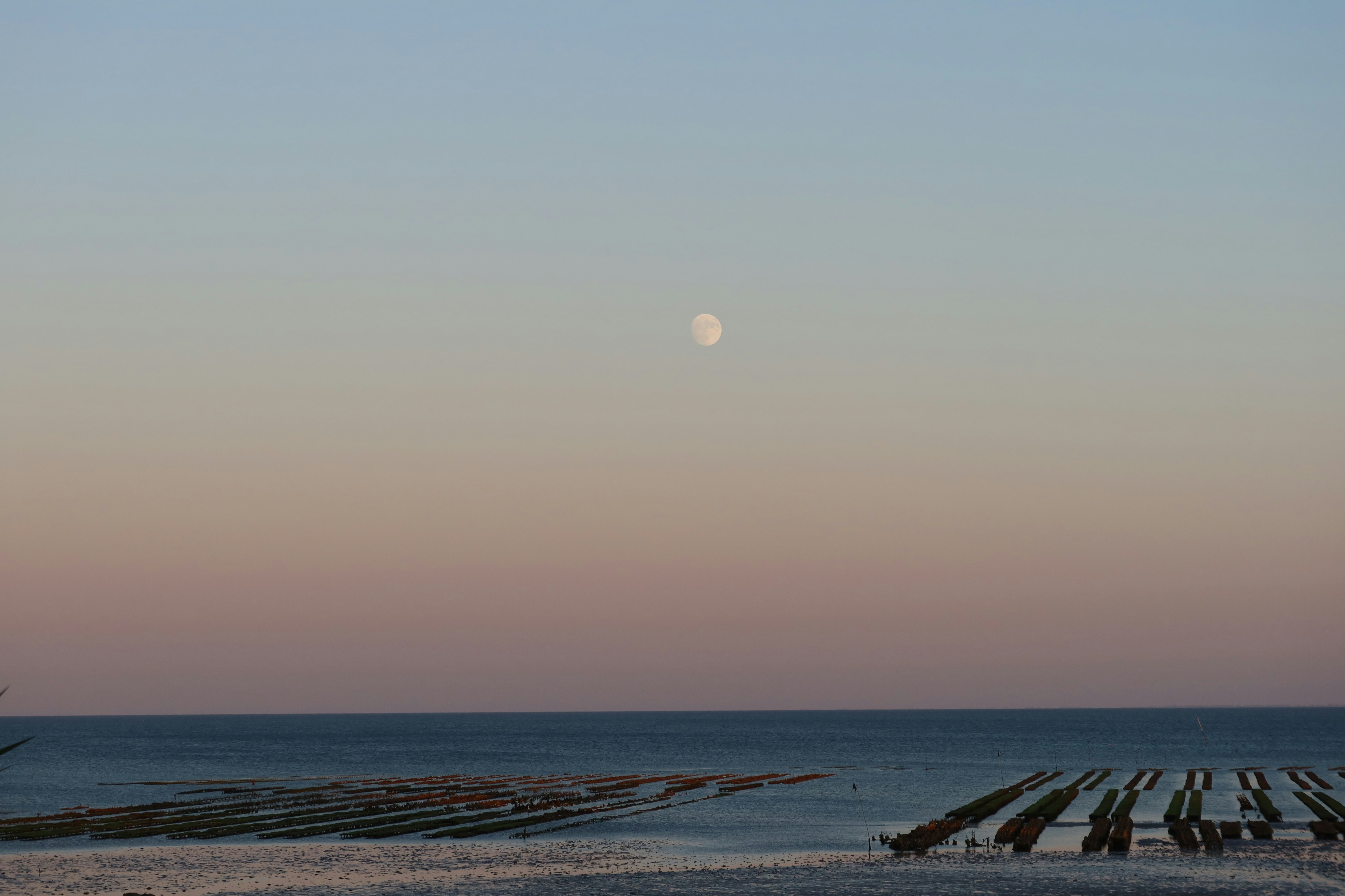 Oyster beds at low tide