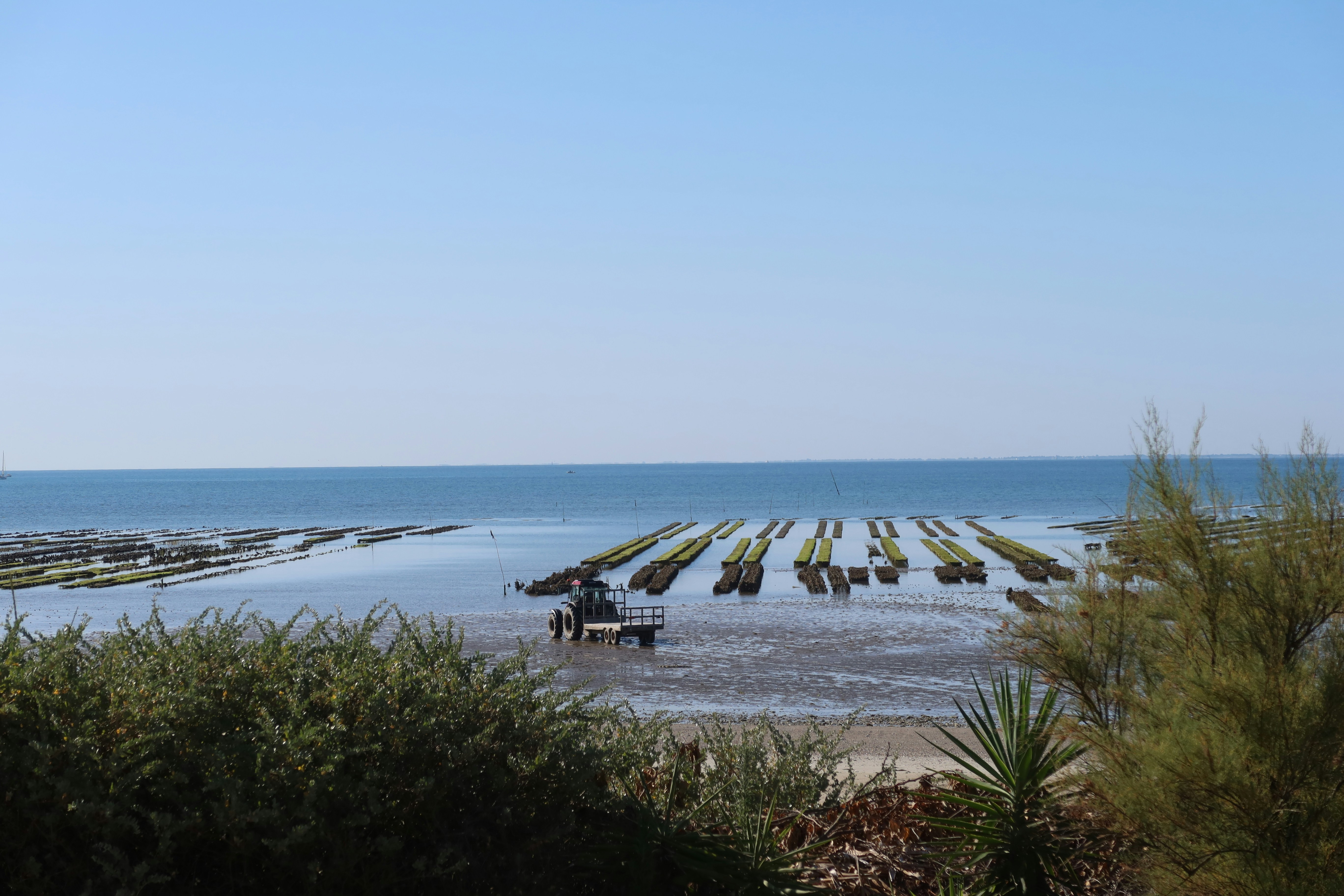 Cedar Key oyster farm operations