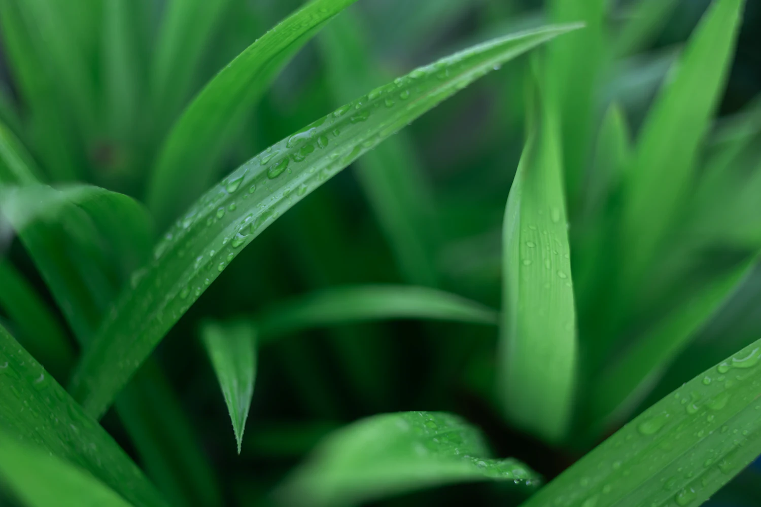 Pandan leaves, wet with rain