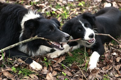Two border collies are playing tug-of-war with a stick.