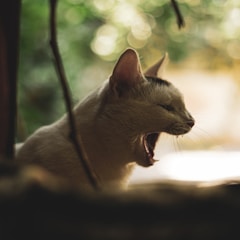 A cat yawns widely with its mouth open.