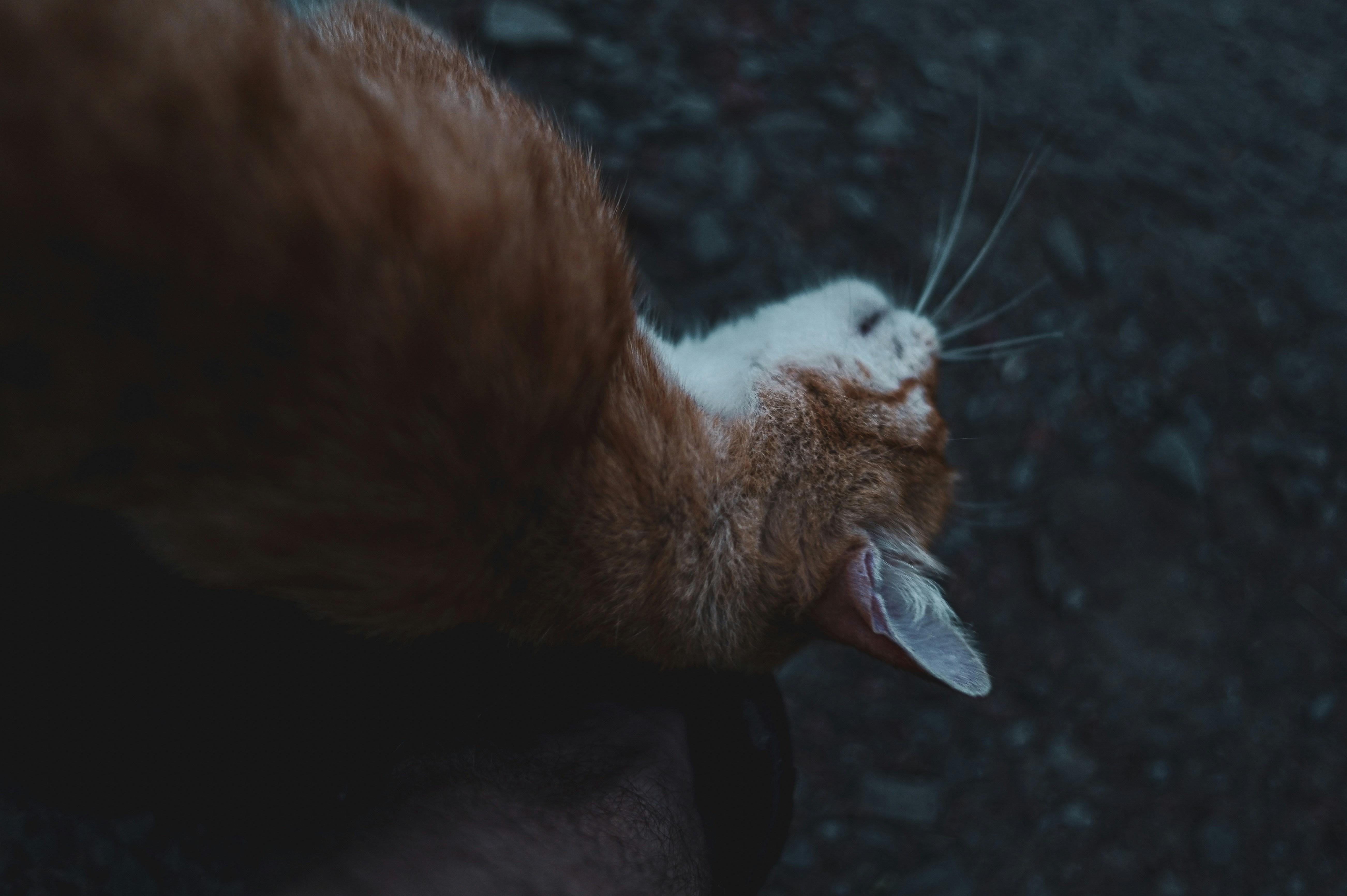 鏟屎官必看！寵物友善餐廳大公開，雷店退散！