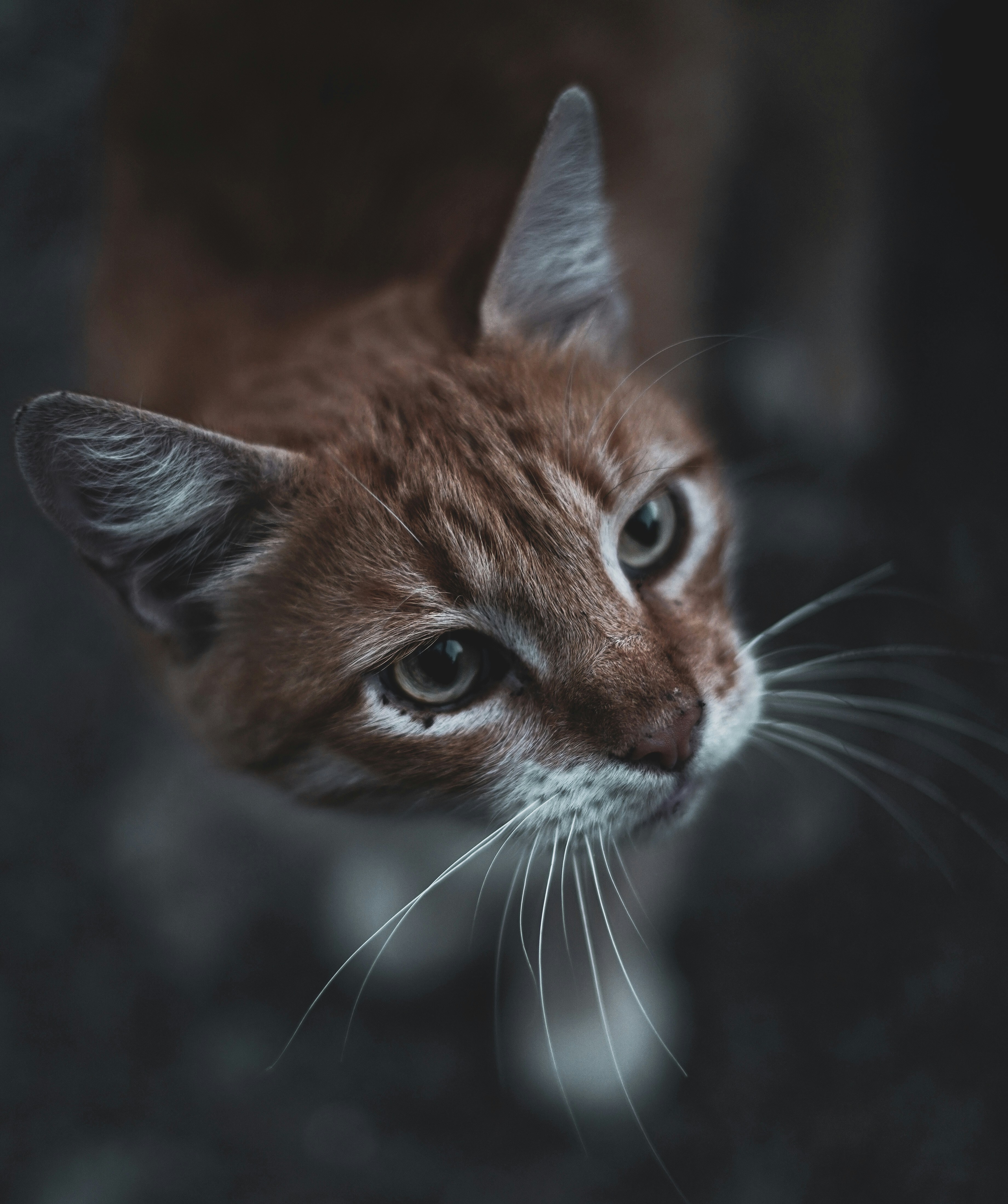 A close-up of an orange cat gazing upwards.