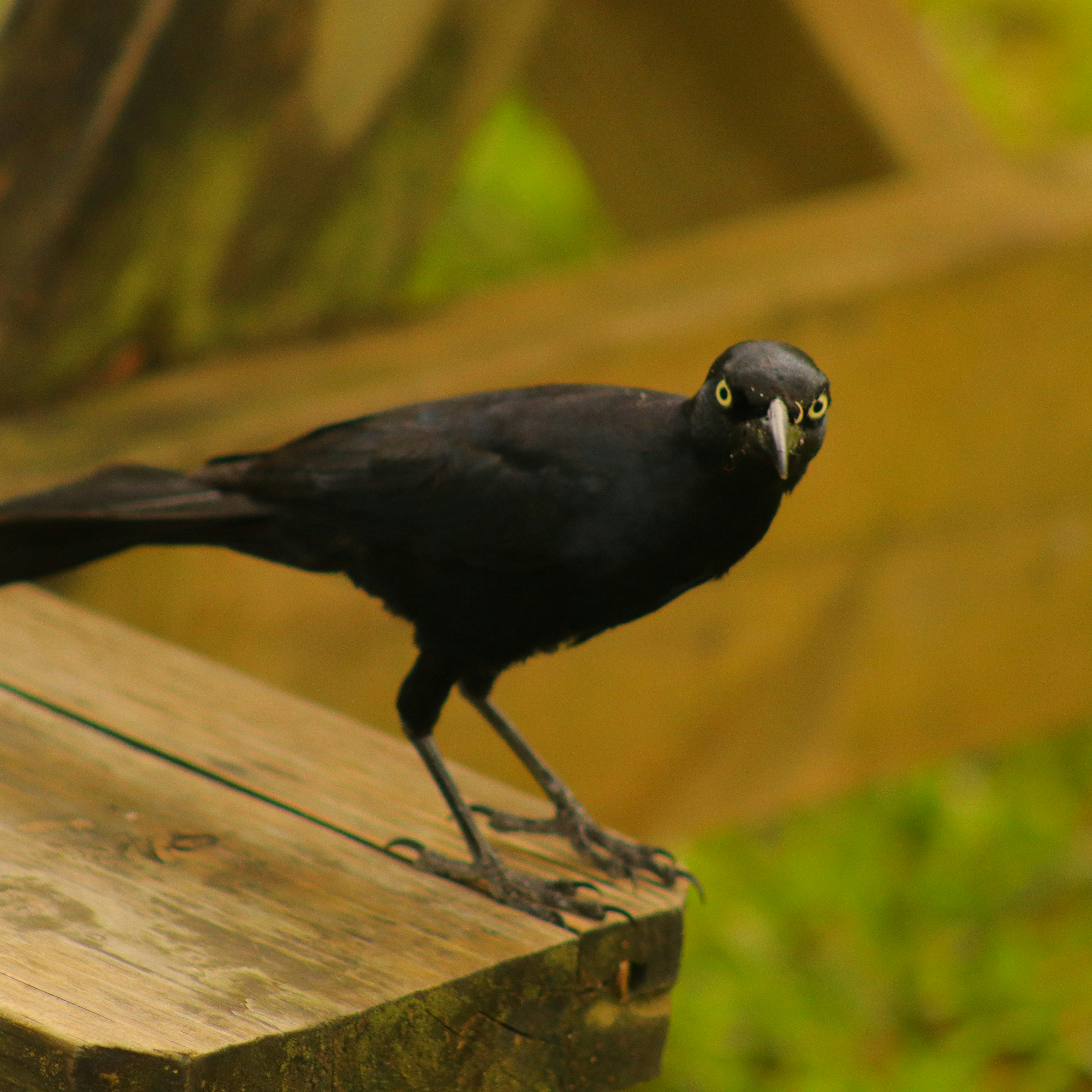 2025-10-24 - 你可以不服氣，但是要爭氣。