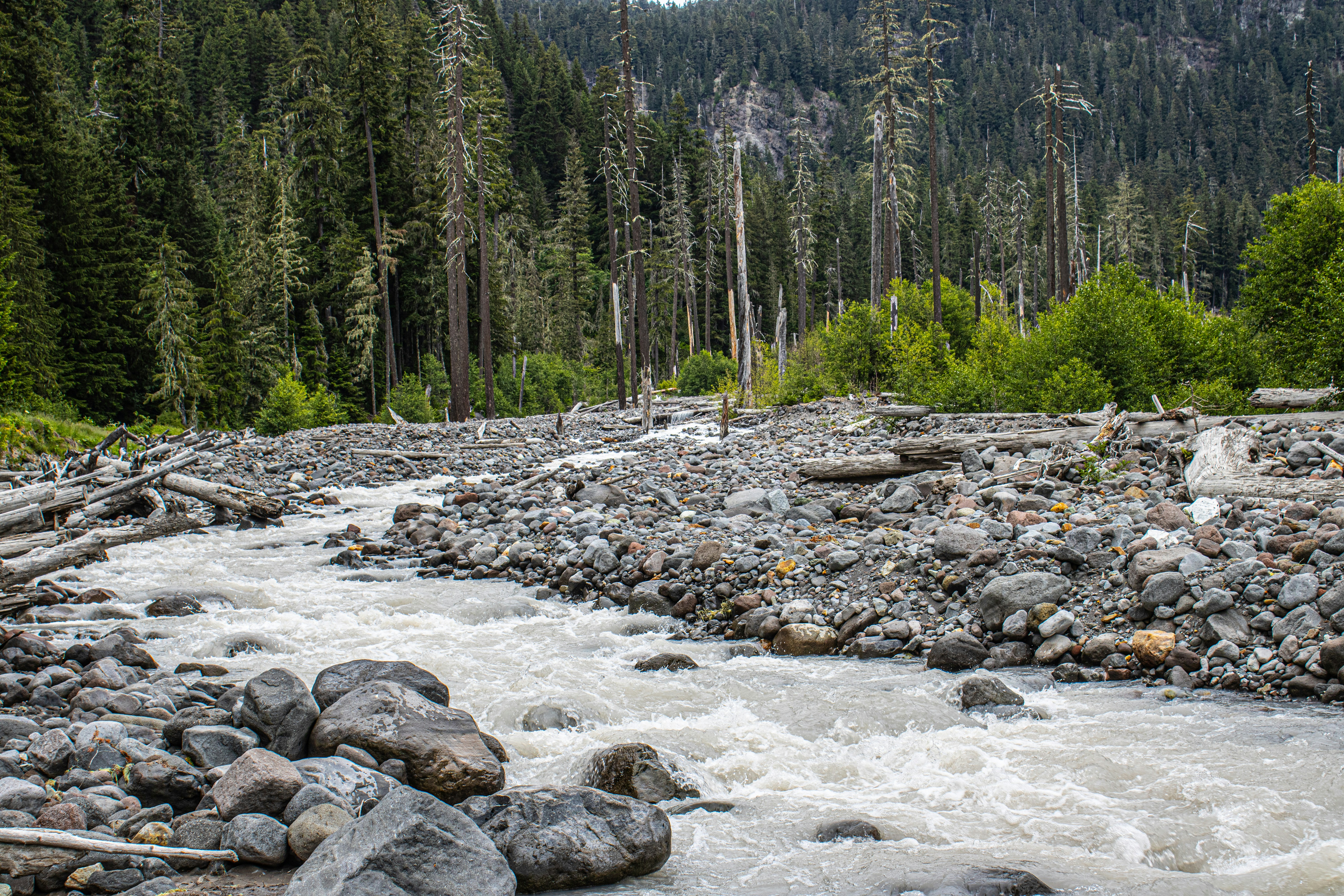 Ein Fluss fließt durch einen Wald.