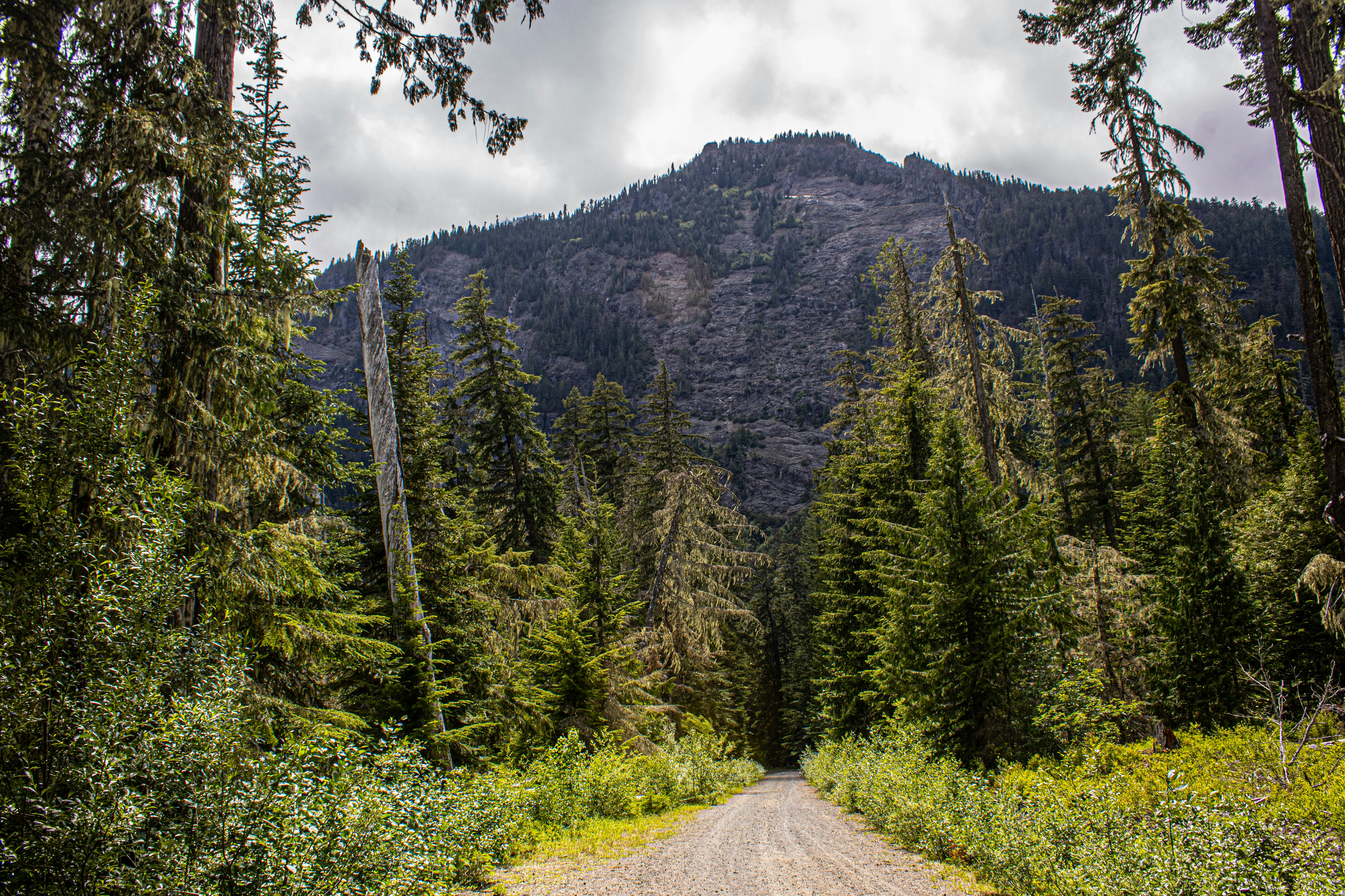 Eine Bergstraße führt durch einen dichten Wald.