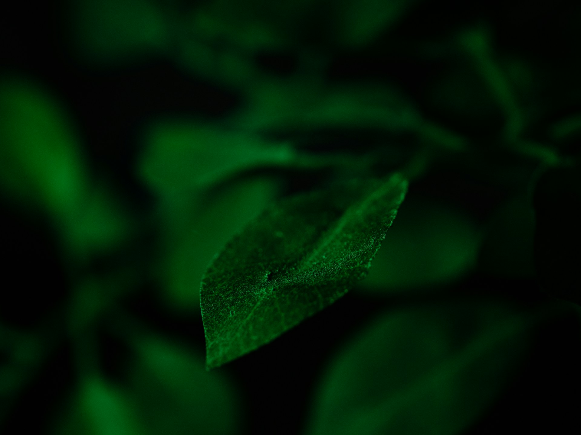 A green leaf appears in the dim, dark background.