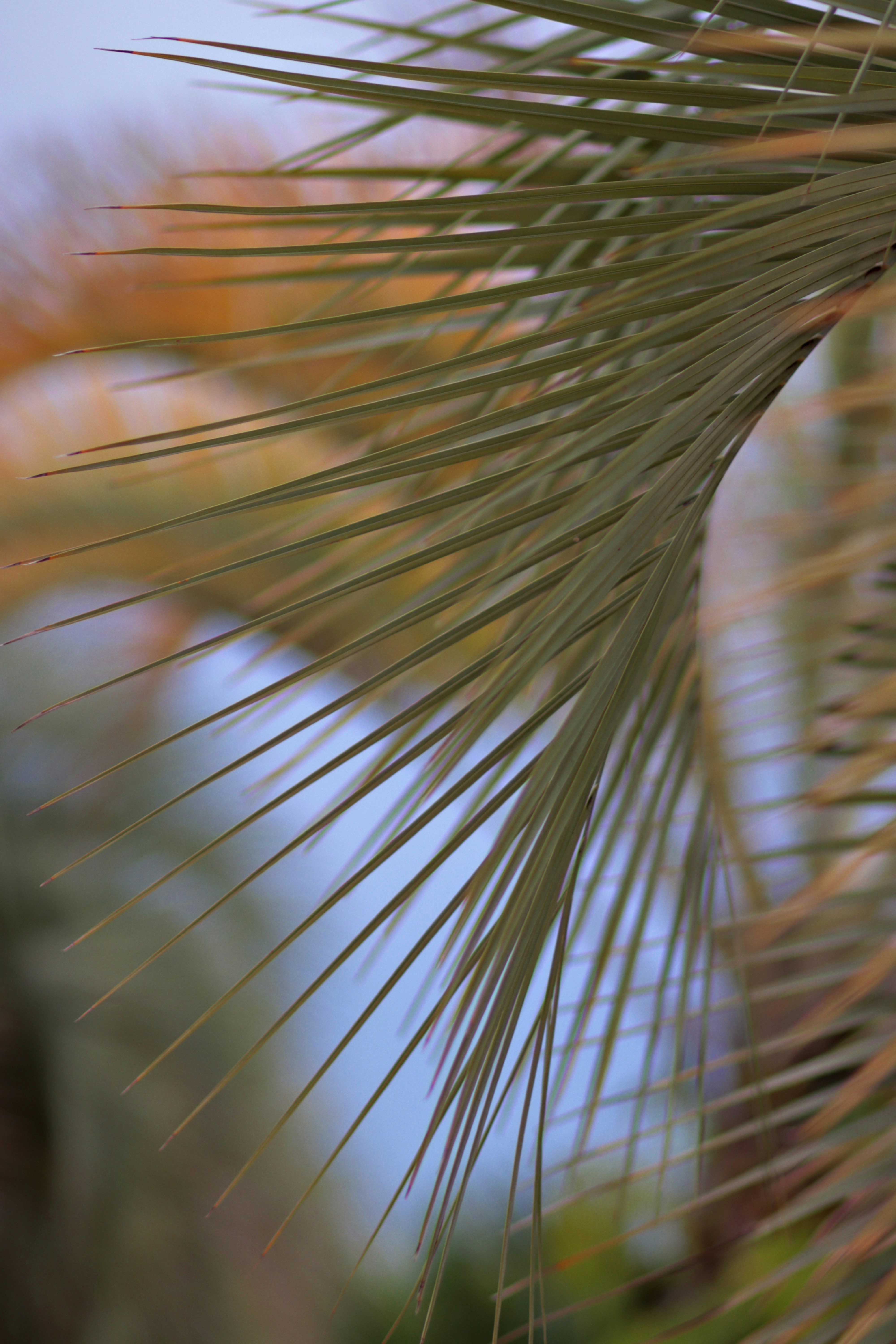 Hojas de palmera sobre un fondo borroso azul y naranja.