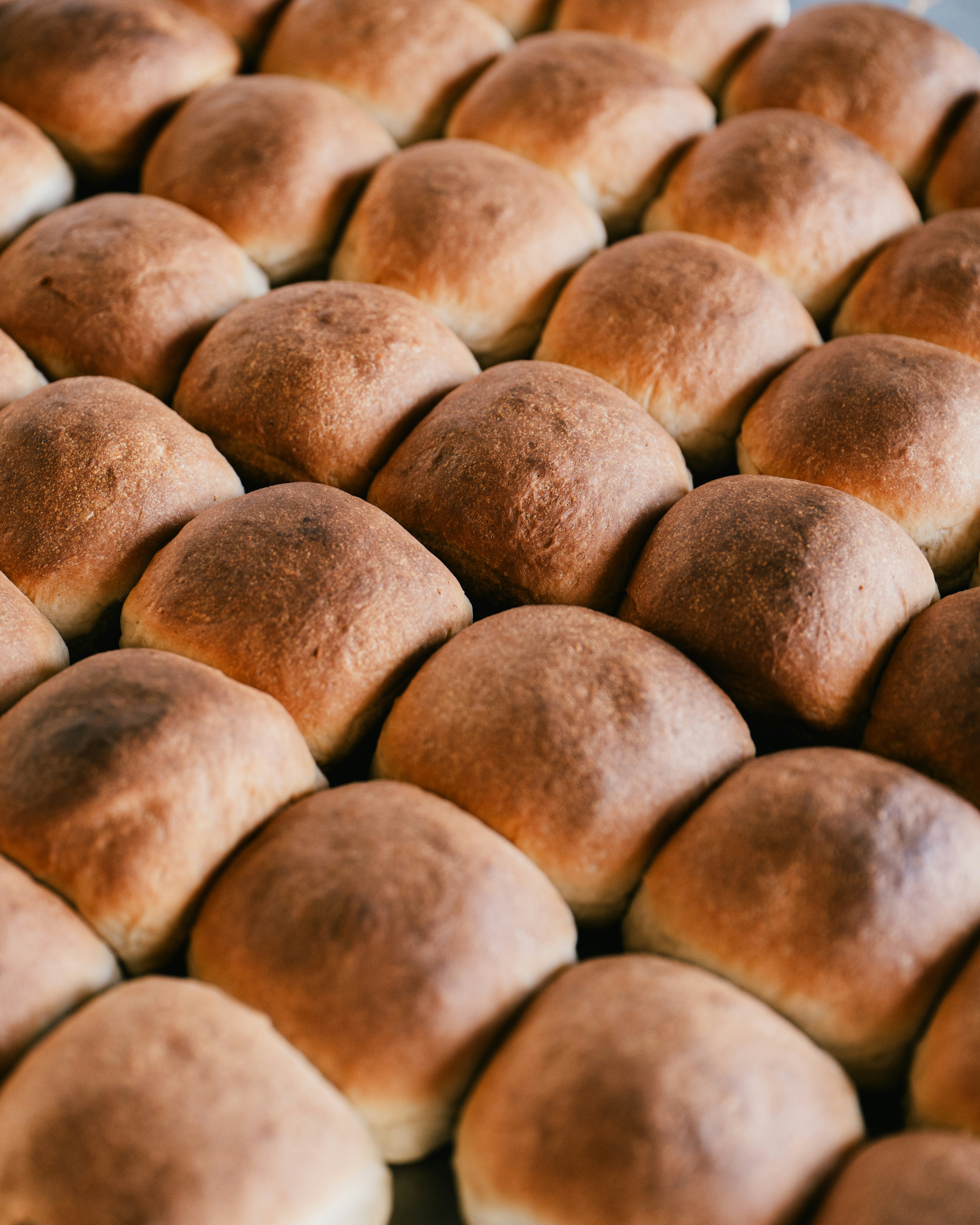 Freshly baked rolls arranged in neat rows.