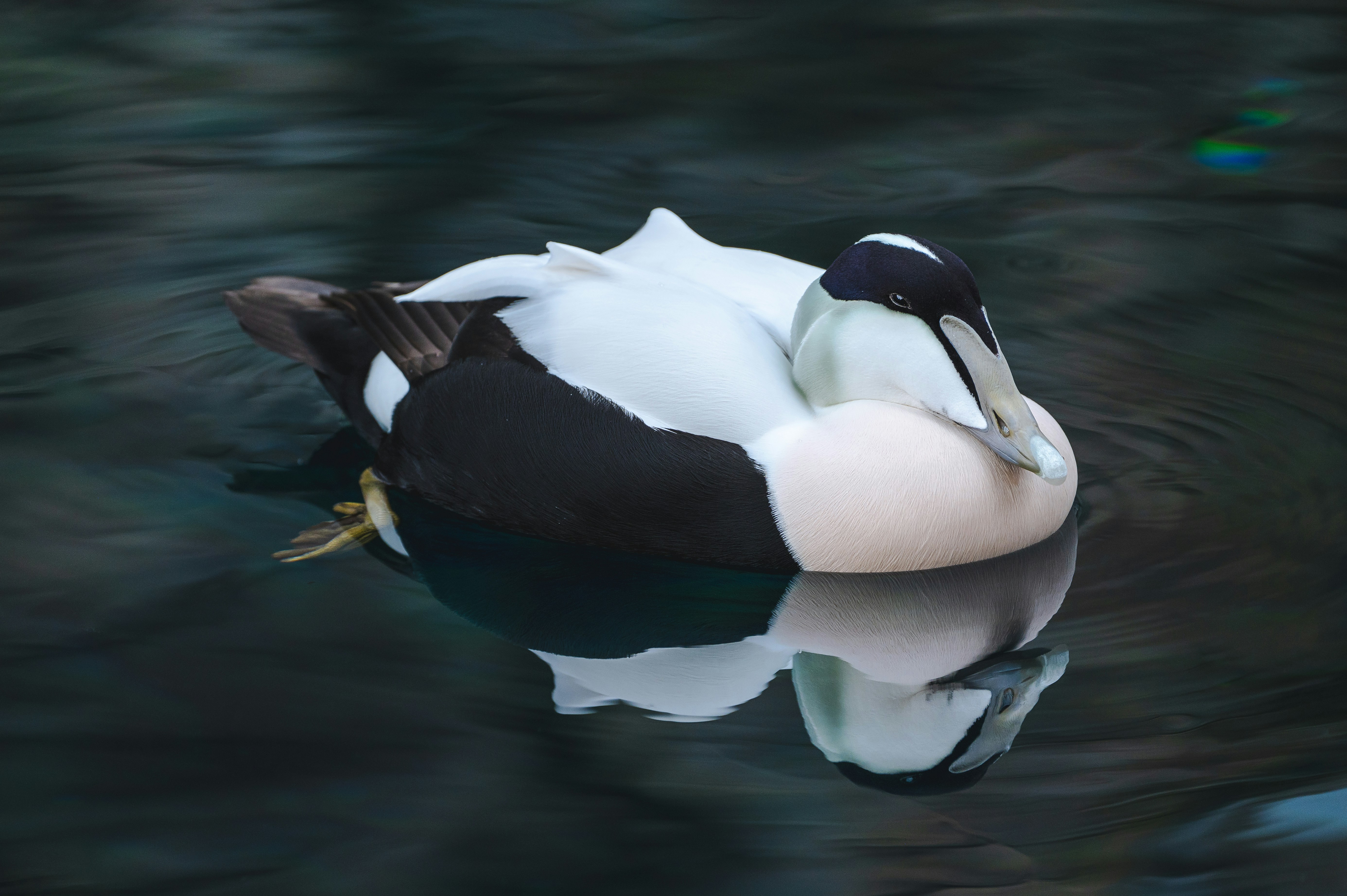 A duck floats peacefully on the water.