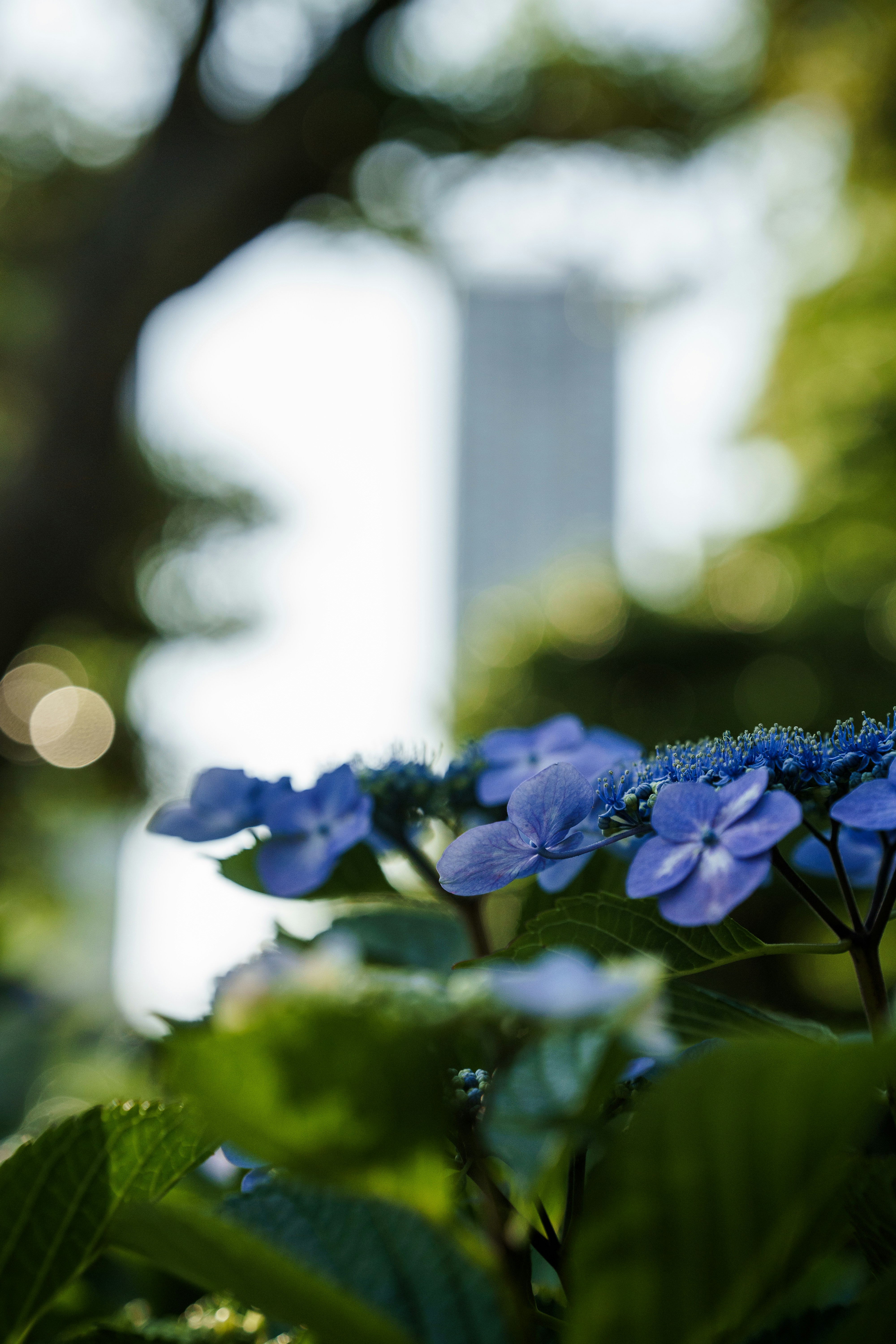 Blue hydrangeas bloom in front of a bright backdrop